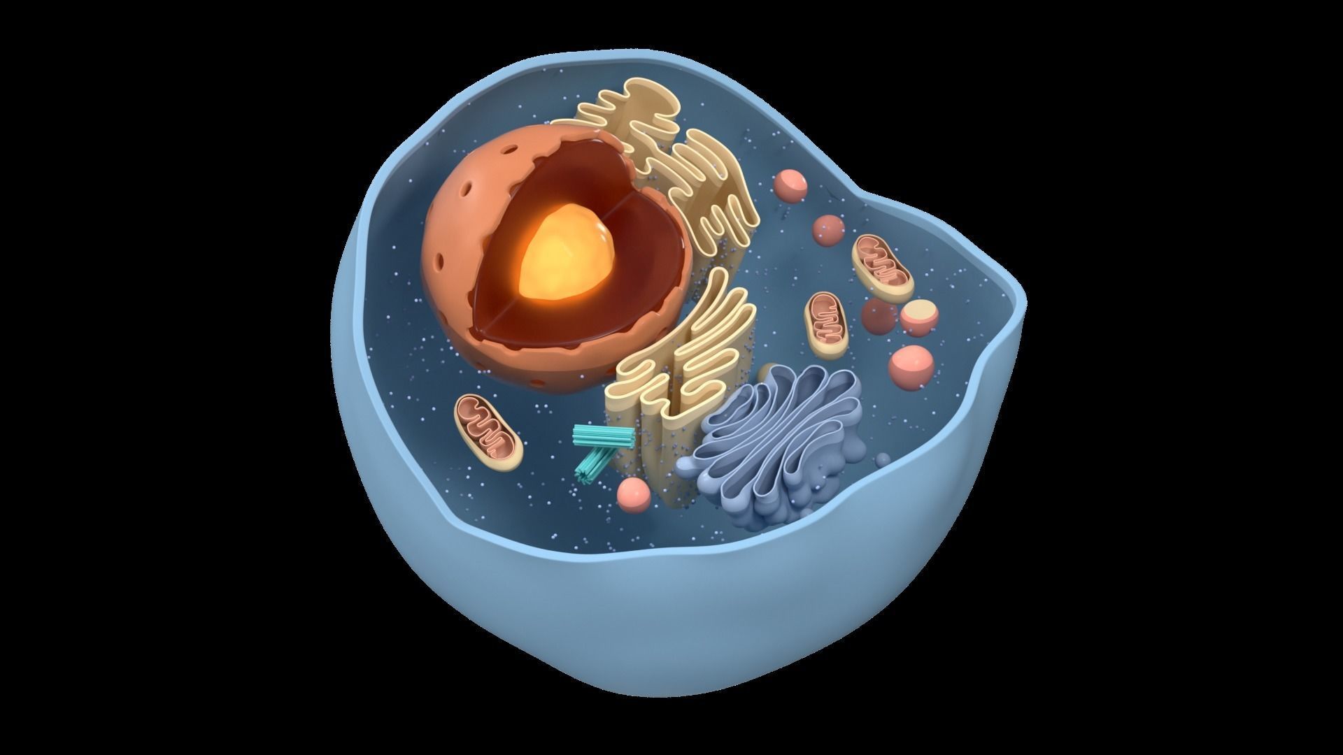 Cell Structure Section 3D model_1