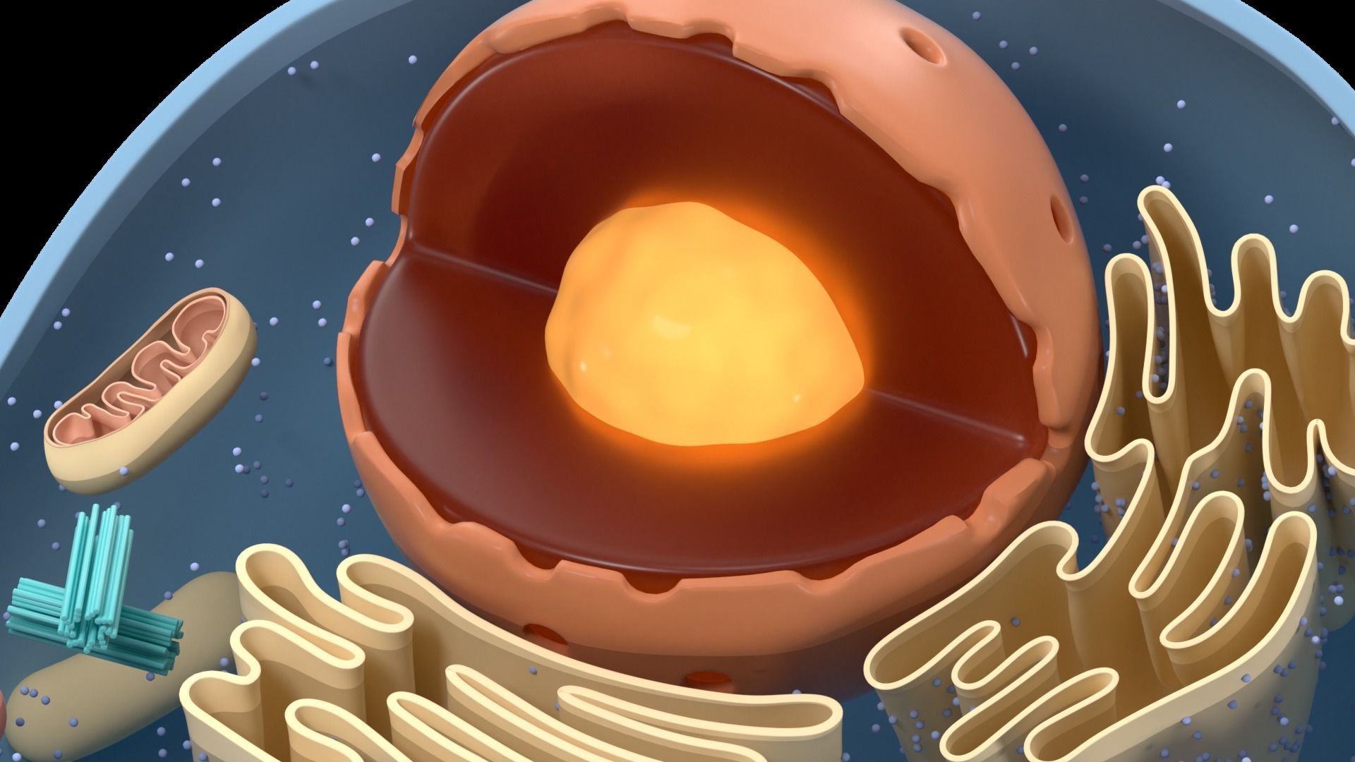 Cell Structure Section 3D model_3