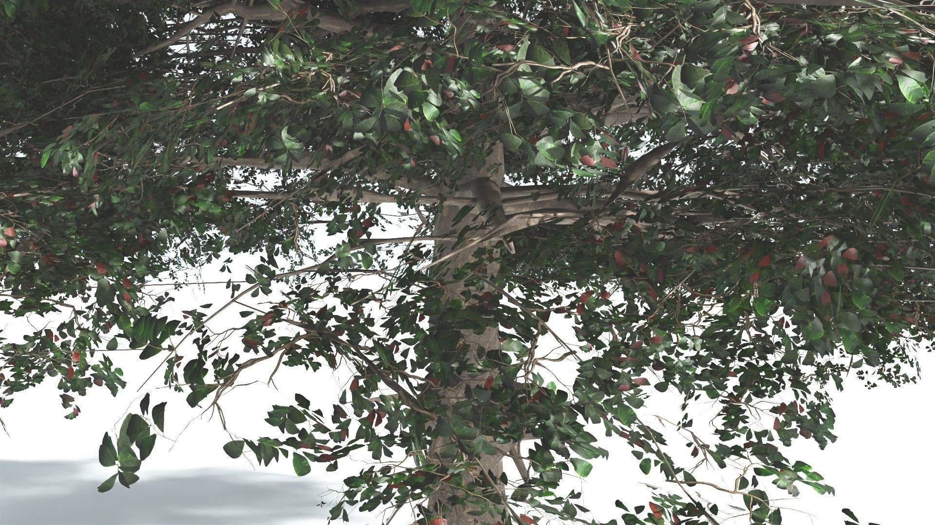 EVERYPlant Sea Almond 4 --15 Models-- 3D model_14