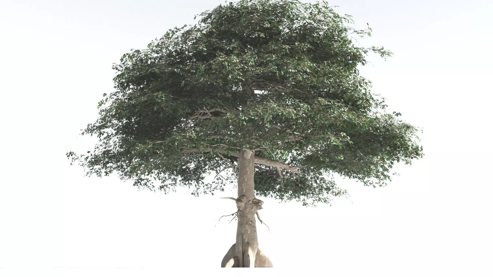 EVERYPlant Sea Almond 4 --15 Models-- 3D model_0