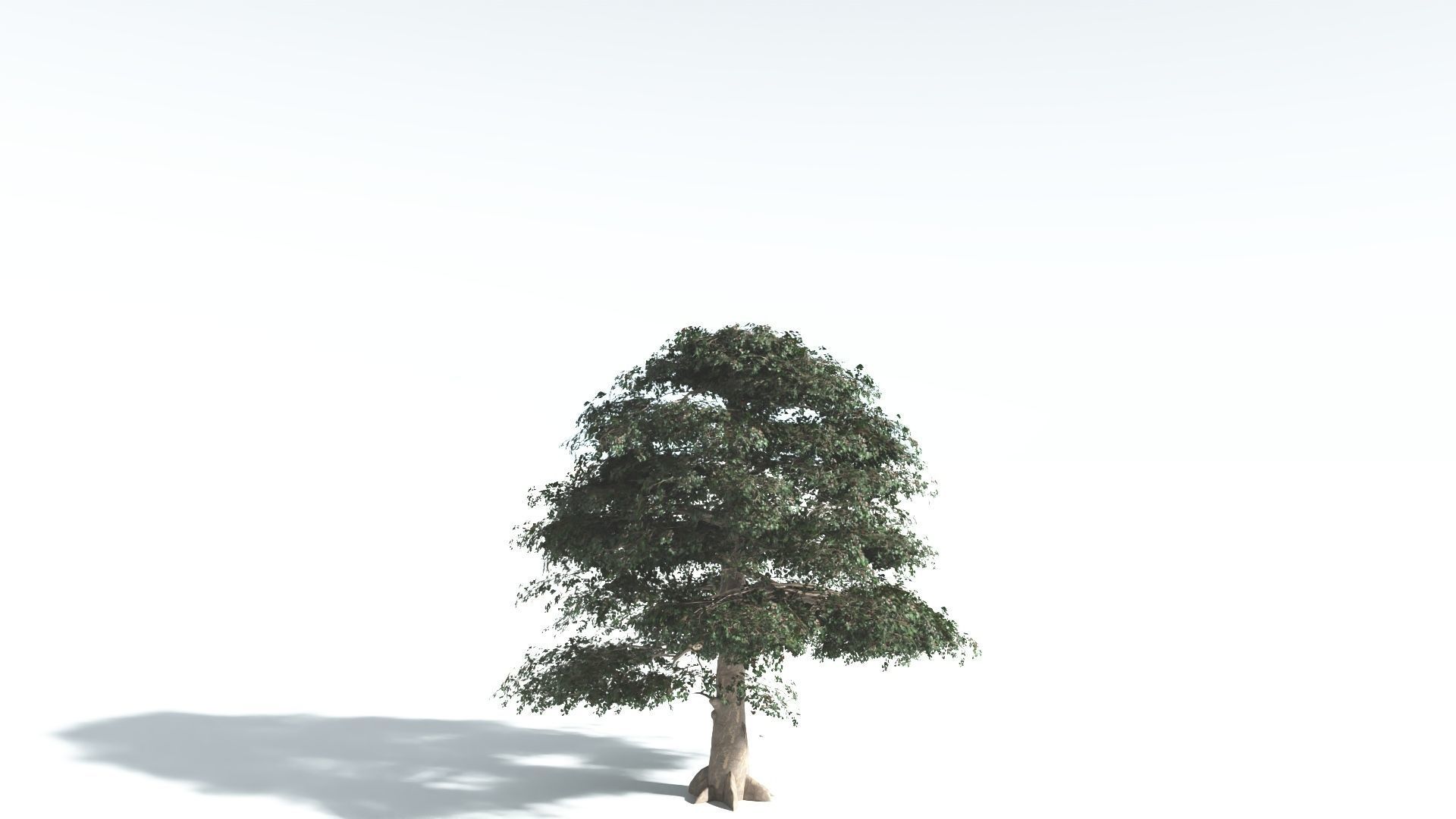 EVERYPlant Sea Almond 4 --15 Models-- 3D model_25