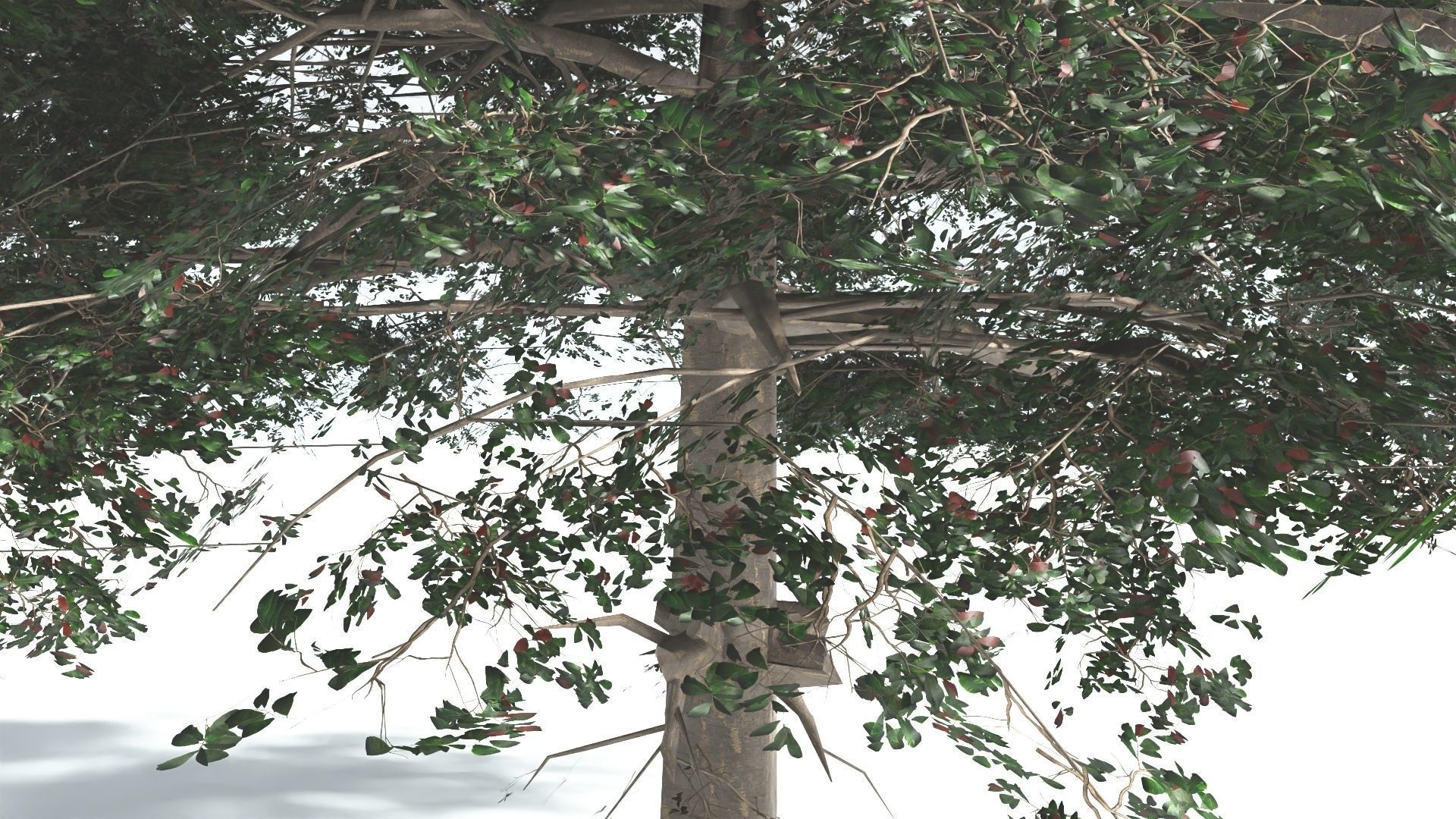 EVERYPlant Sea Almond 4 --15 Models-- 3D model_32