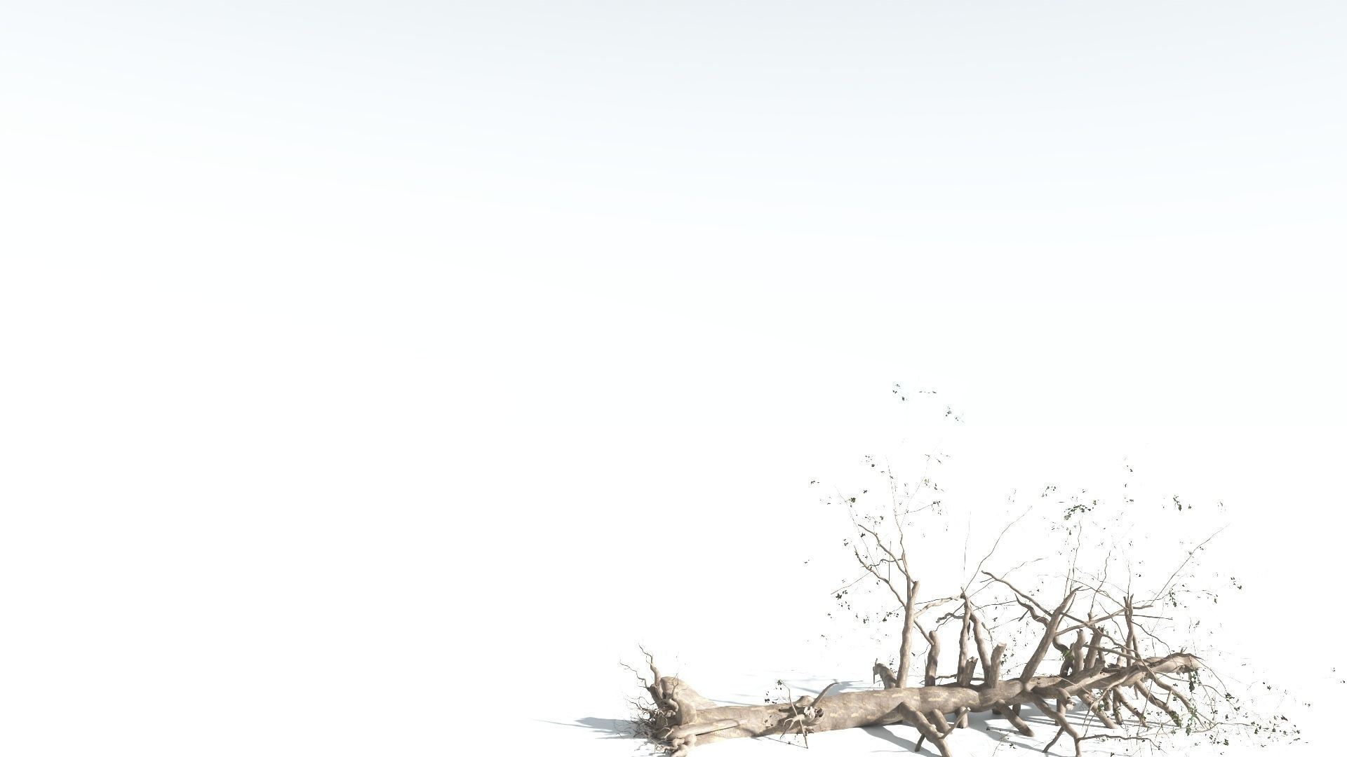 EVERYPlant Sea Almond 4 --15 Models-- 3D model_21