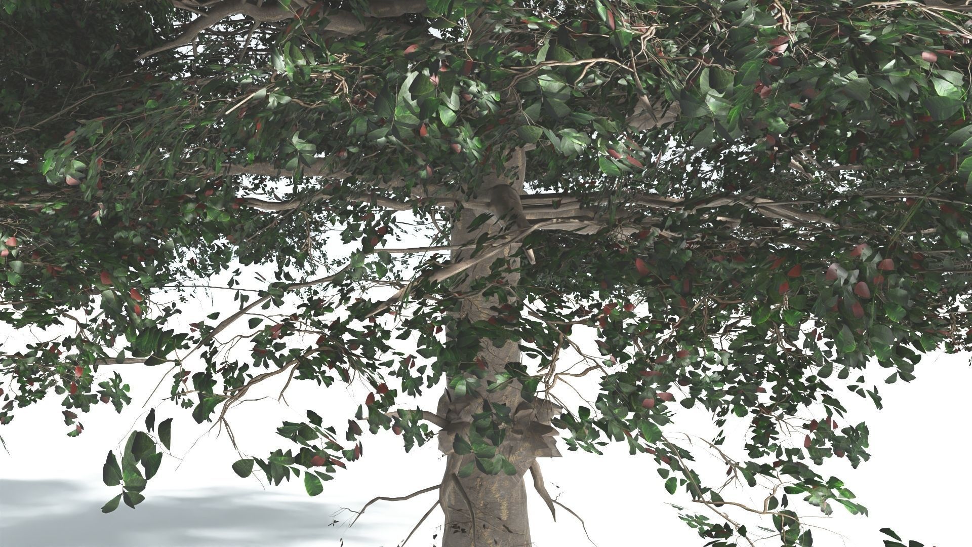 EVERYPlant Sea Almond 4 --15 Models-- 3D model_34