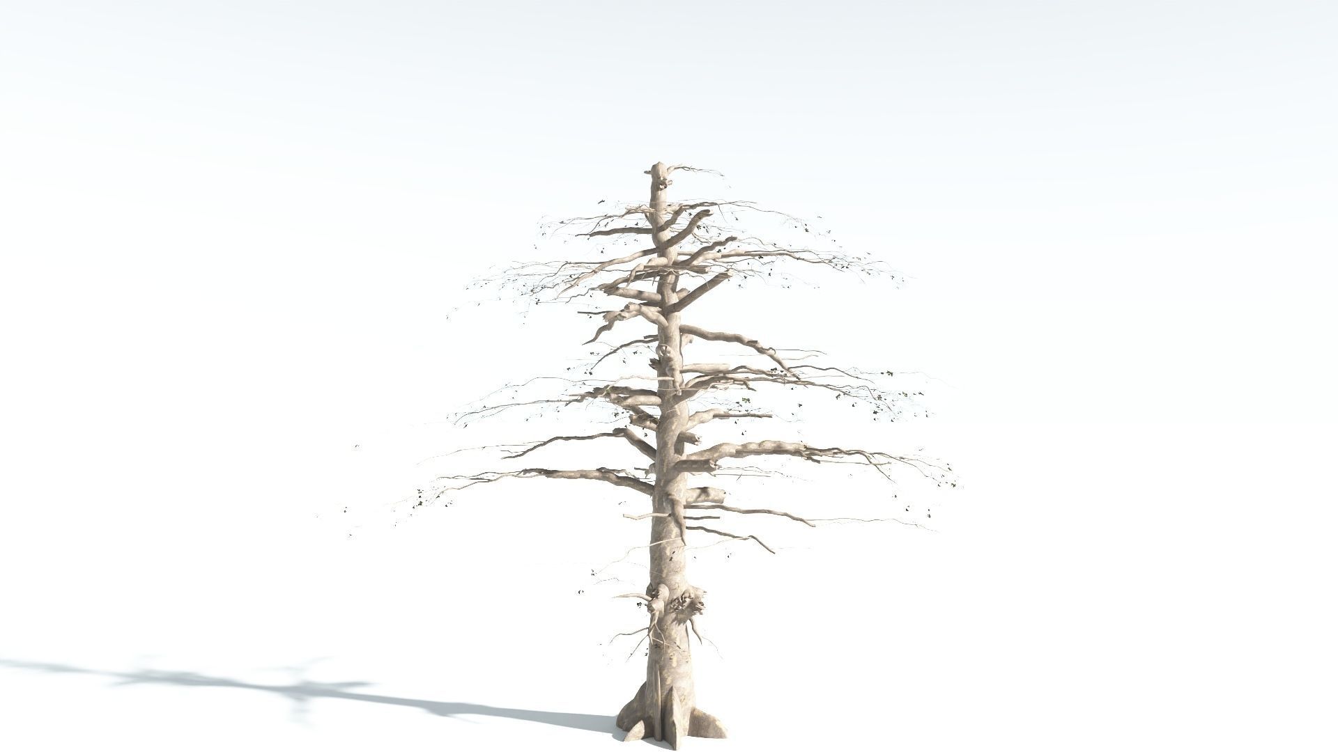 EVERYPlant Sea Almond 4 --15 Models-- 3D model_19