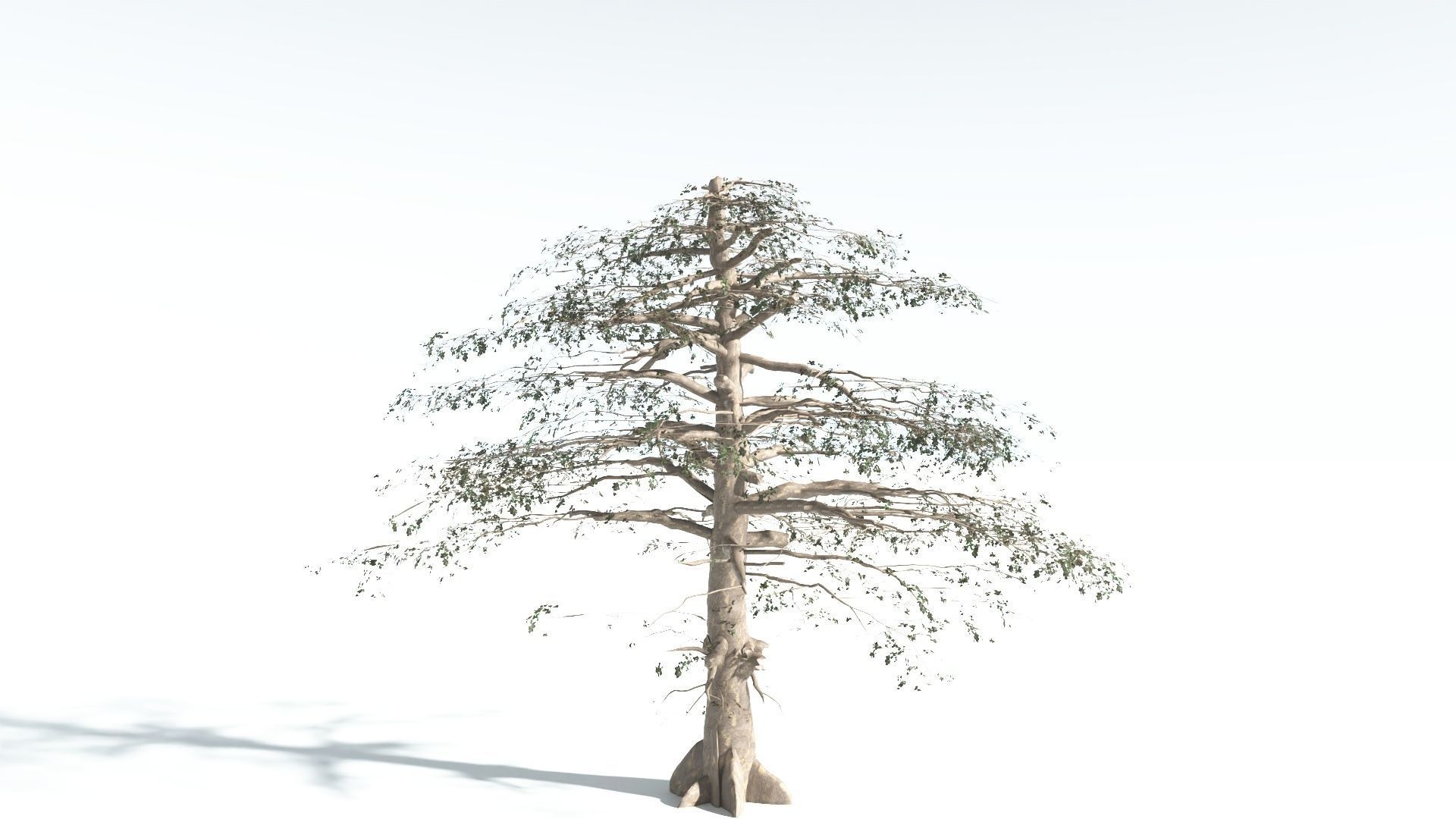 EVERYPlant Sea Almond 4 --15 Models-- 3D model_17