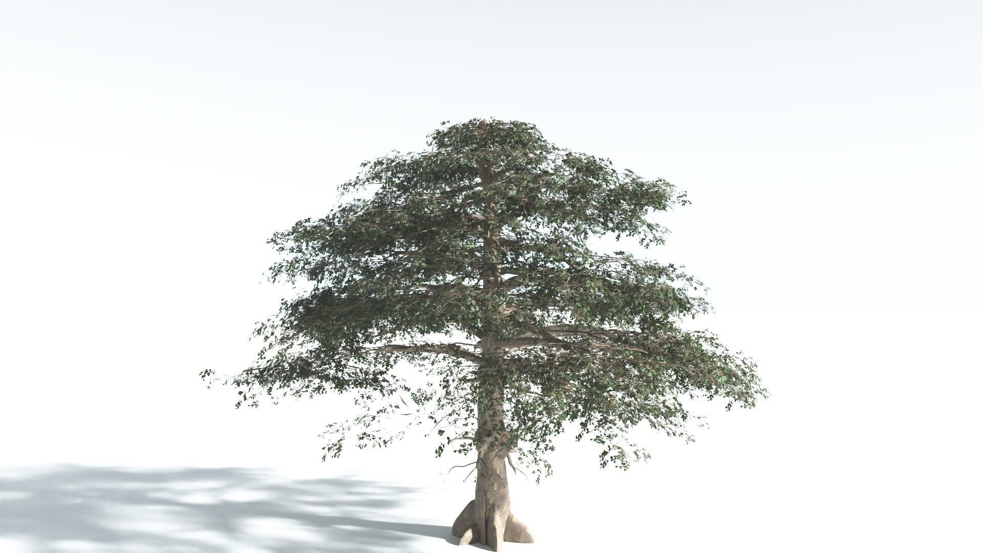 EVERYPlant Sea Almond 4 --15 Models-- 3D model_15