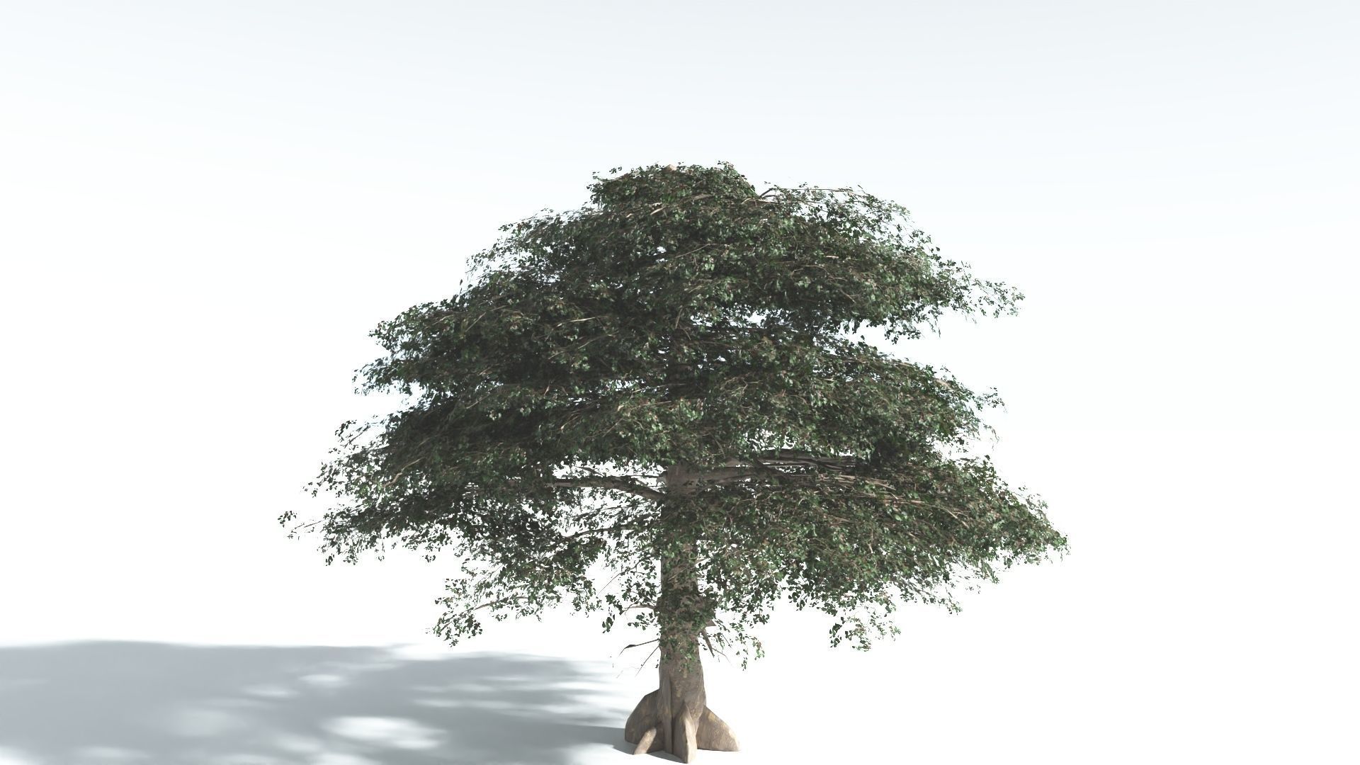 EVERYPlant Sea Almond 4 --15 Models-- 3D model_13