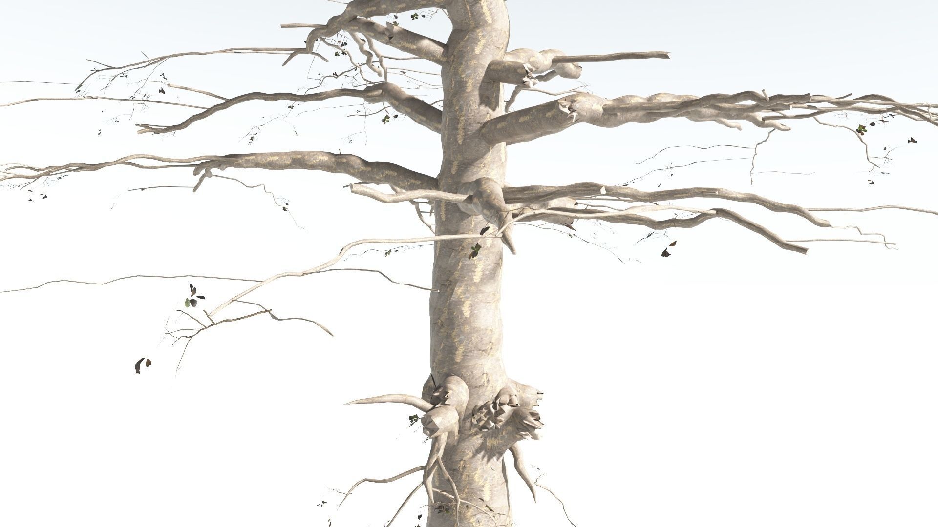 EVERYPlant Sea Almond 4 --15 Models-- 3D model_20