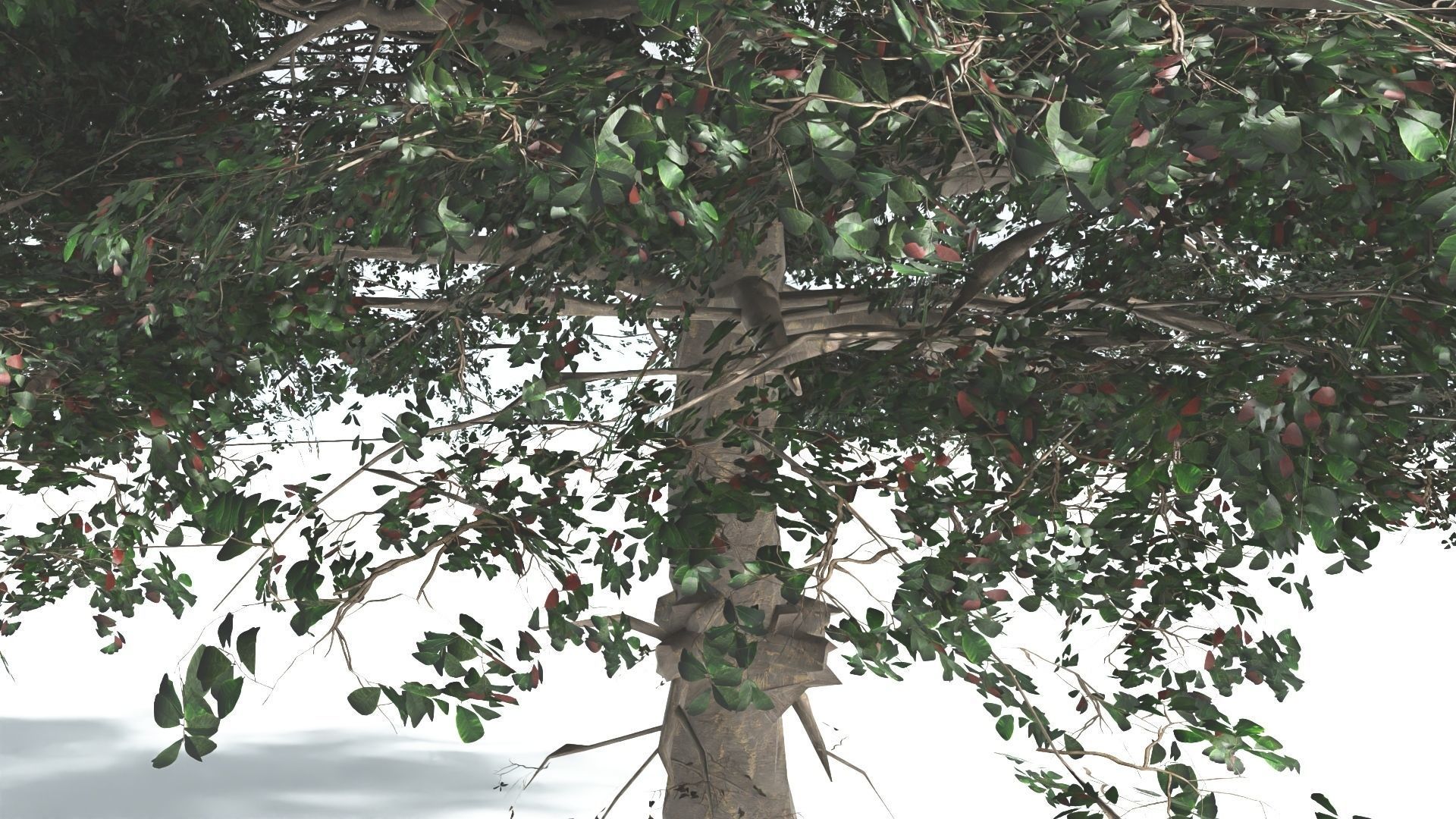 EVERYPlant Sea Almond 4 --15 Models-- 3D model_6