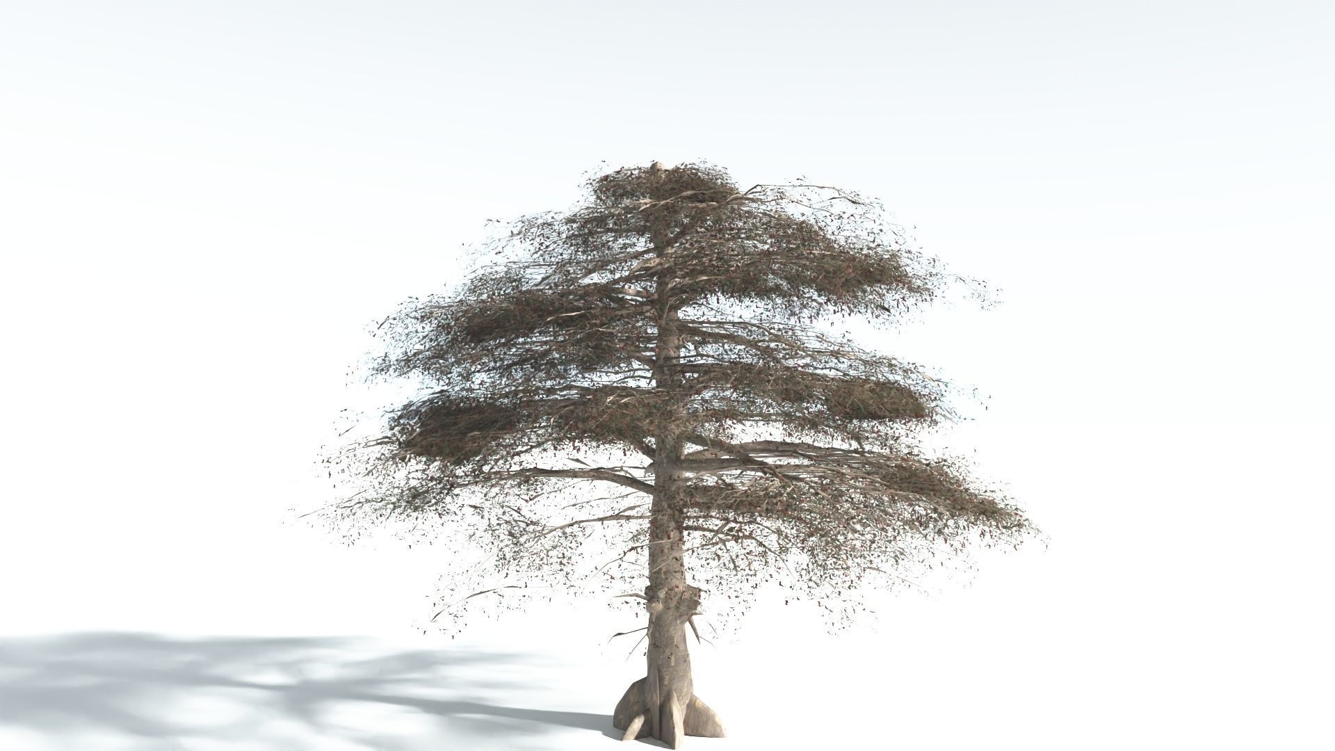 EVERYPlant Sea Almond 4 --15 Models-- 3D model_7