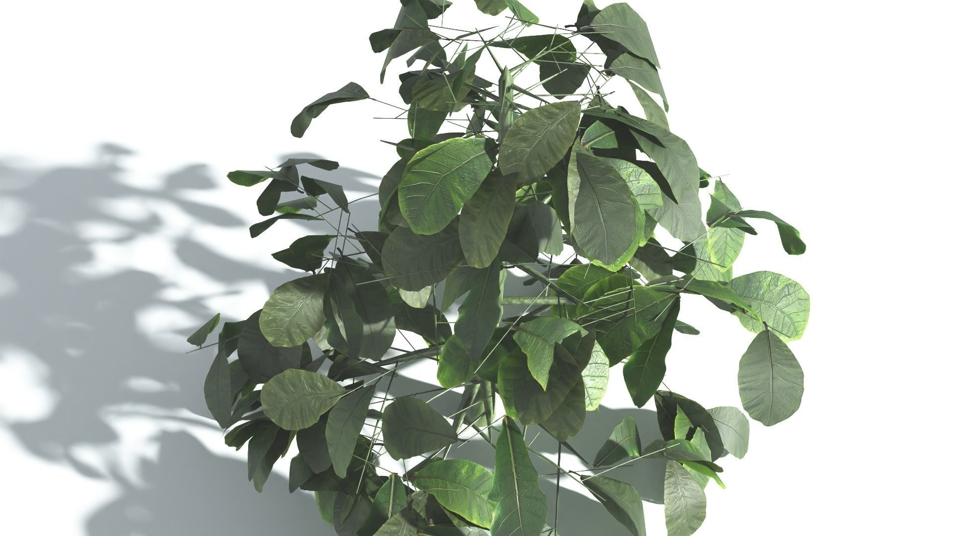 EVERYPlant Sea Almond 4 --15 Models-- 3D model_30