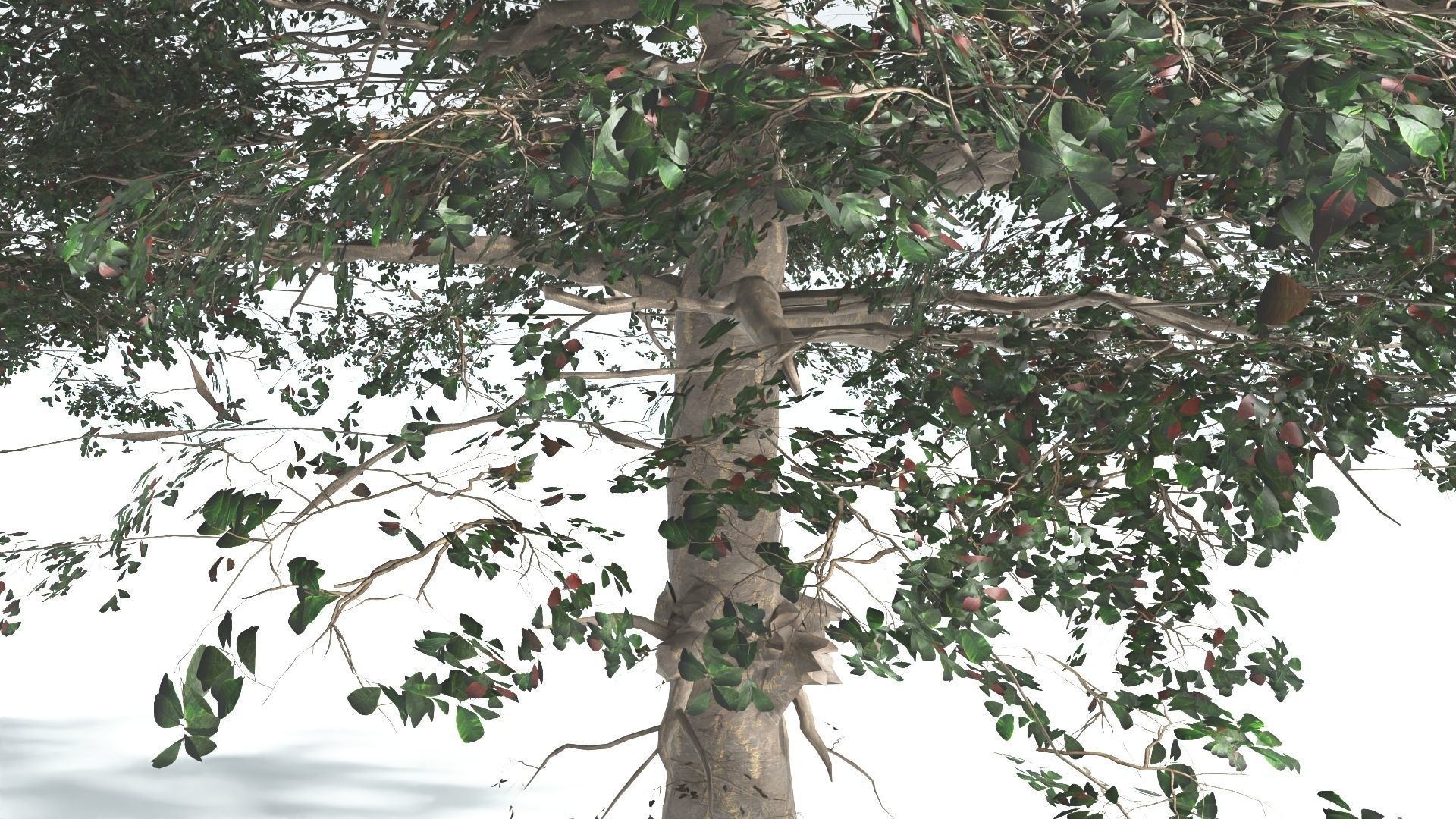 EVERYPlant Sea Almond 4 --15 Models-- 3D model_16