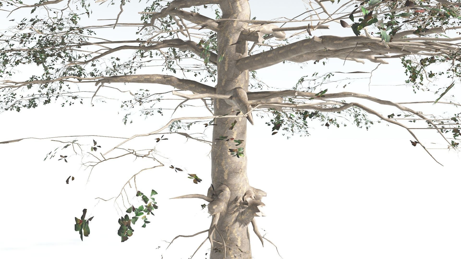 EVERYPlant Sea Almond 4 --15 Models-- 3D model_18