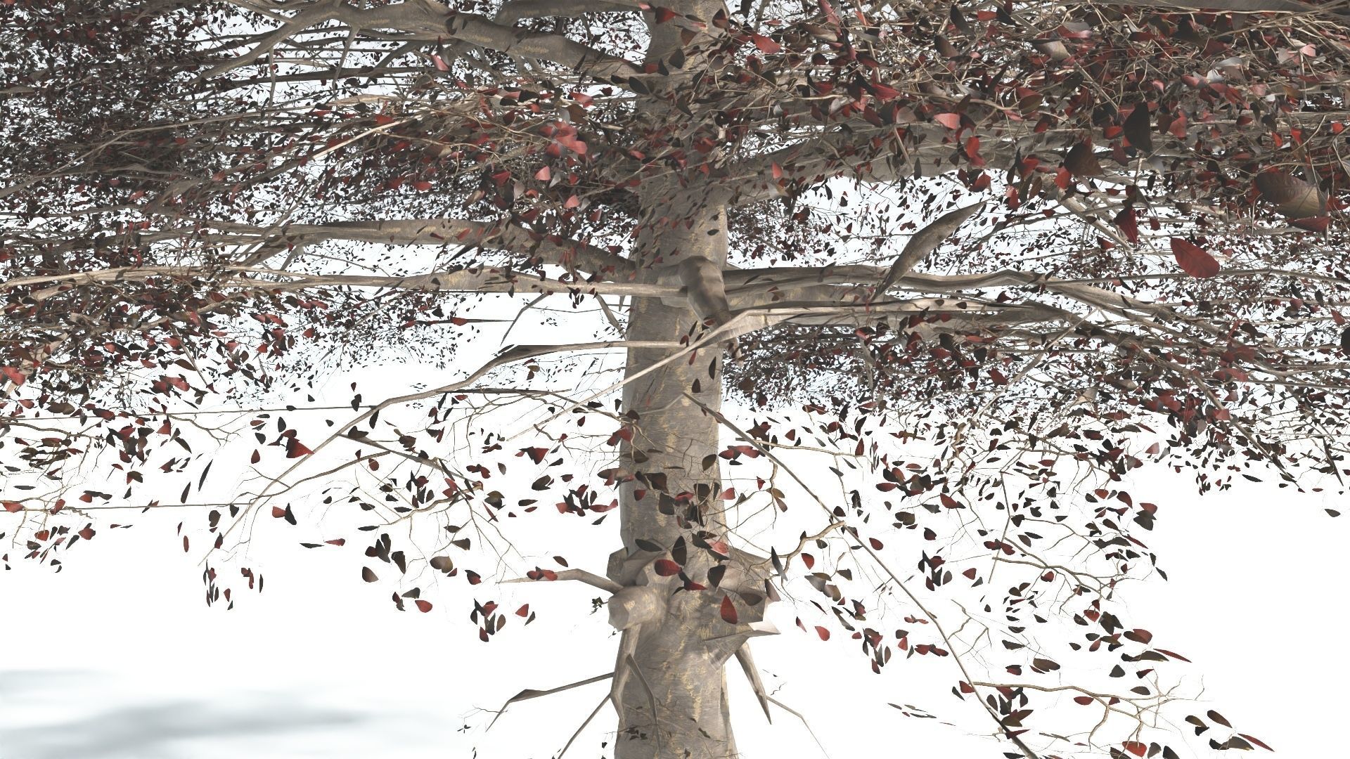 EVERYPlant Sea Almond 4 --15 Models-- 3D model_12