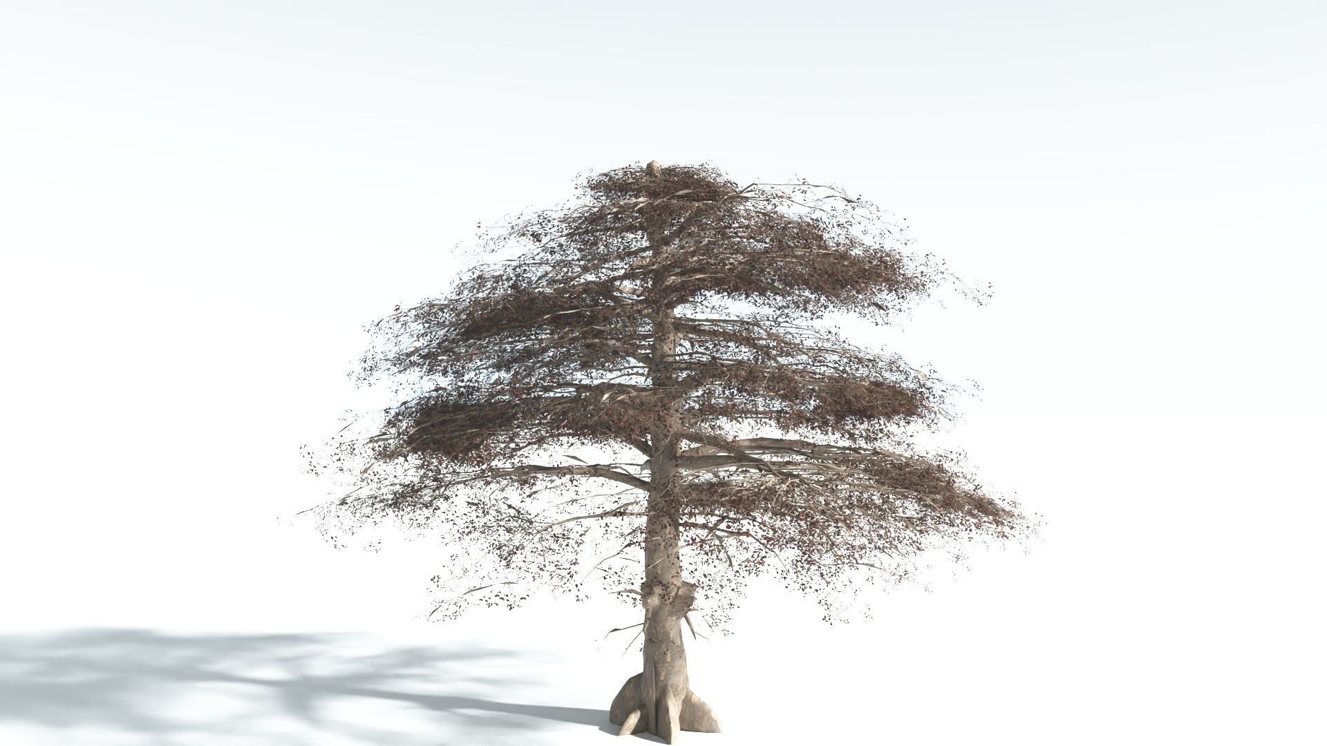 EVERYPlant Sea Almond 4 --15 Models-- 3D model_11