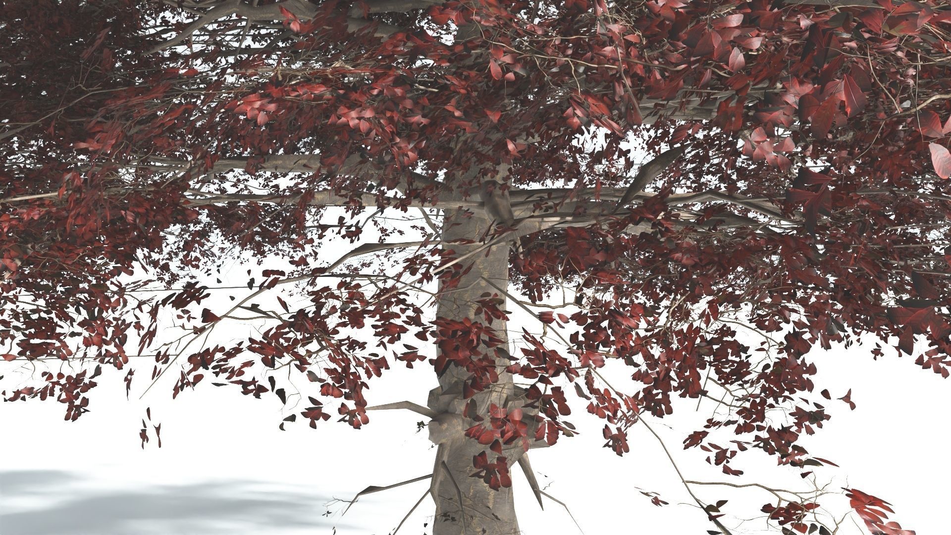 EVERYPlant Sea Almond 4 --15 Models-- 3D model_10