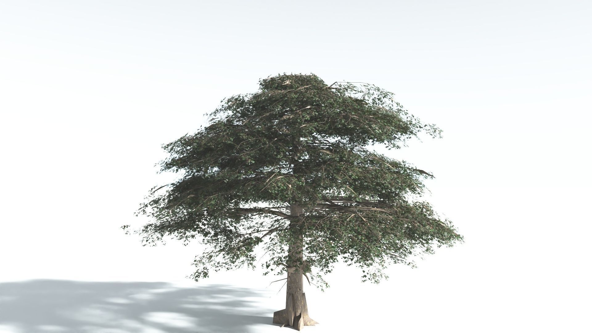 EVERYPlant Sea Almond 4 --15 Models-- 3D model_31