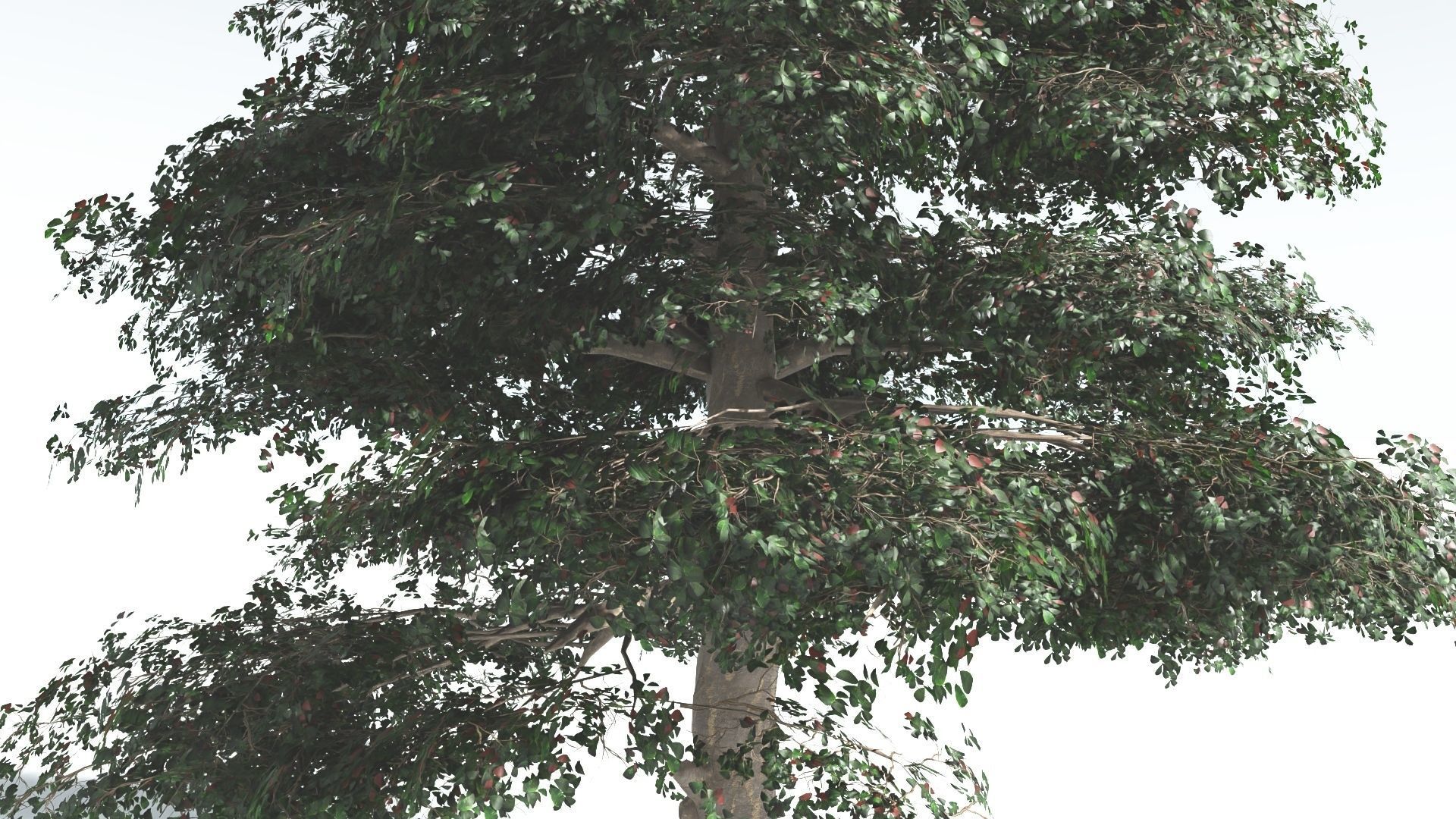 EVERYPlant Sea Almond 4 --15 Models-- 3D model_26