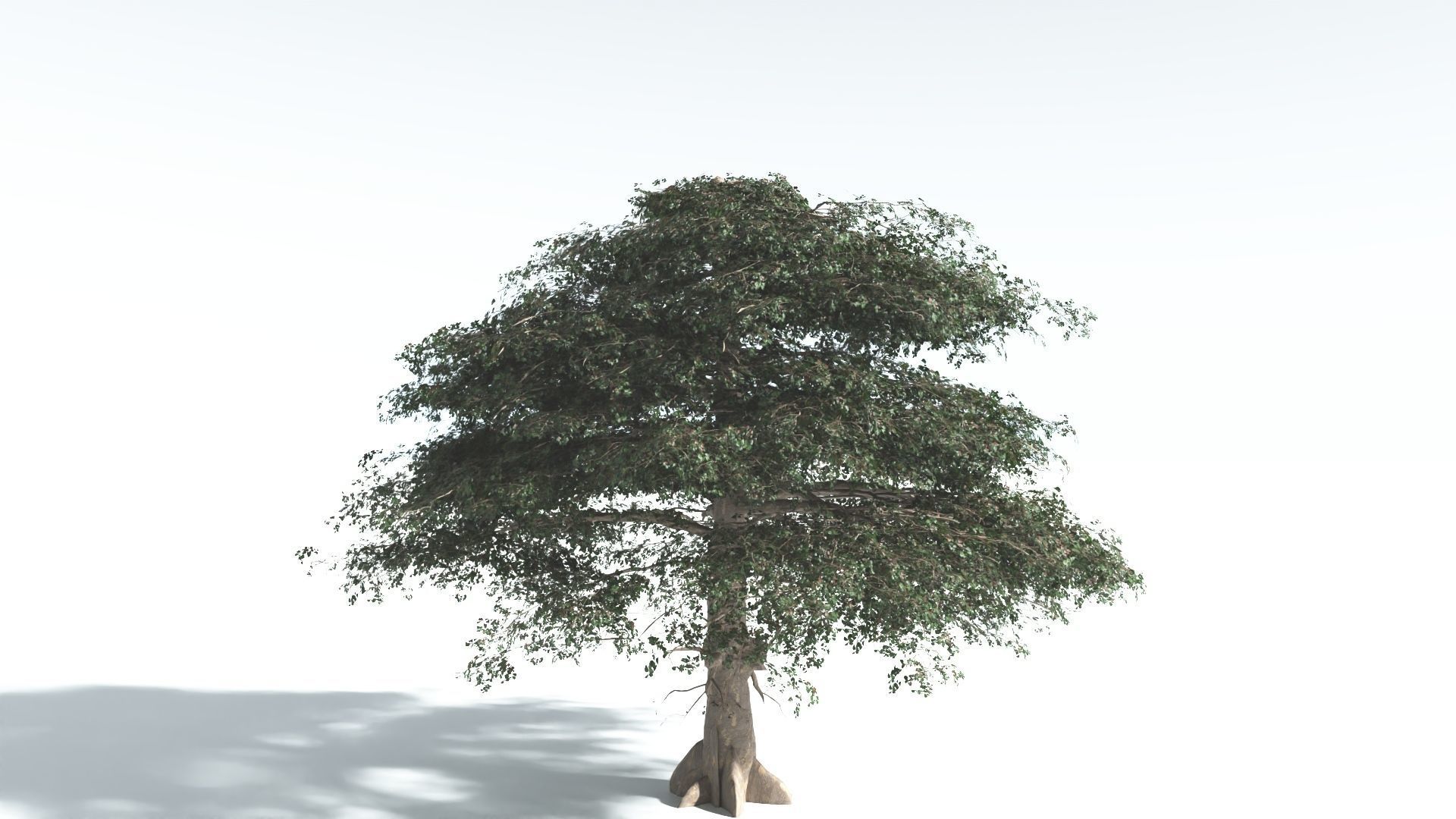 EVERYPlant Sea Almond 4 --15 Models-- 3D model_33