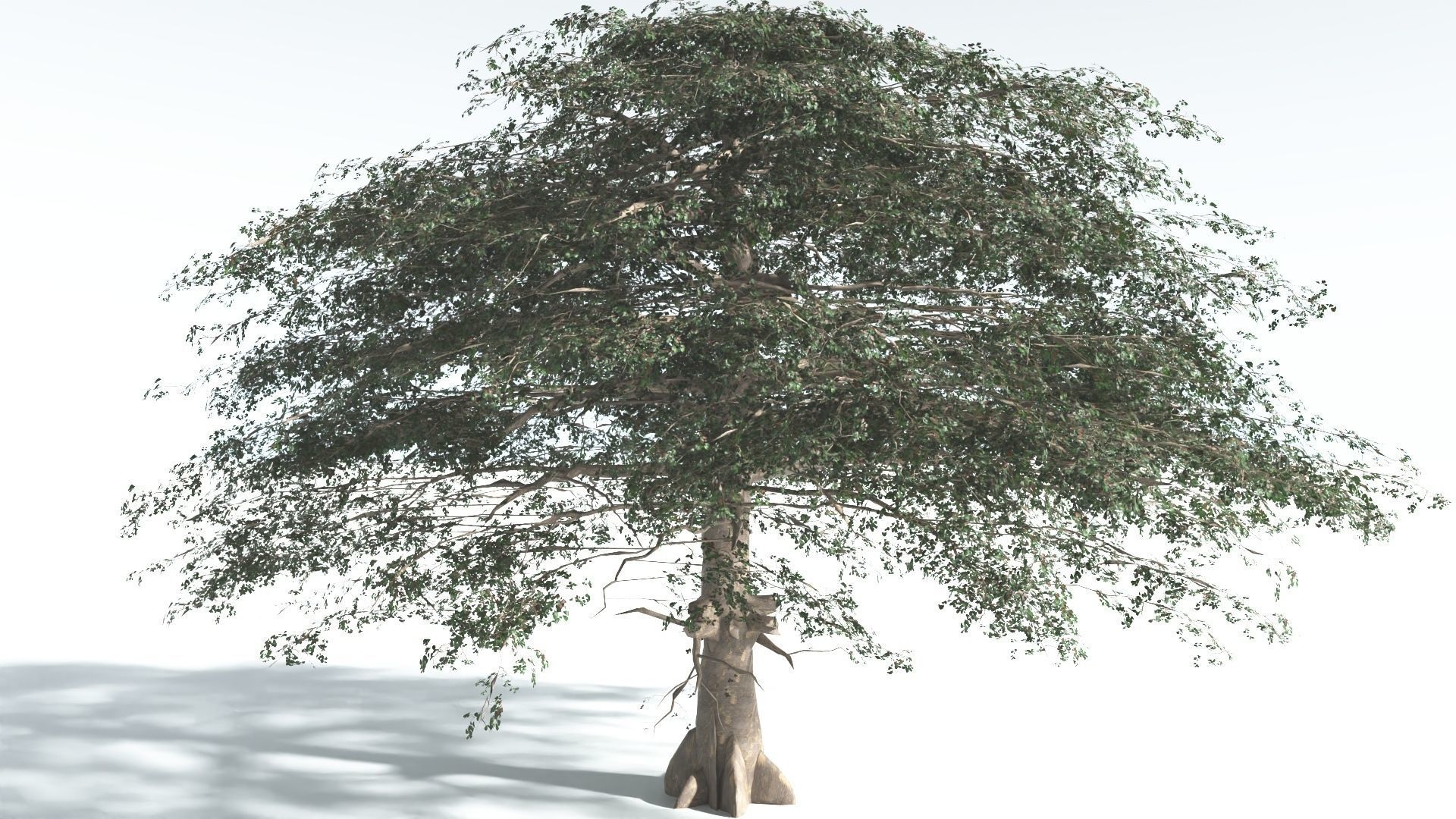 EVERYPlant Sea Almond 4 --15 Models-- 3D model_23