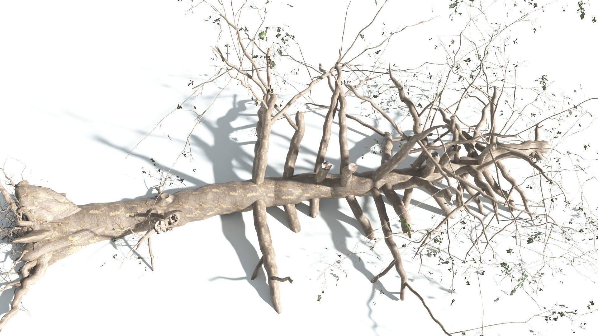 EVERYPlant Sea Almond 4 --15 Models-- 3D model_22