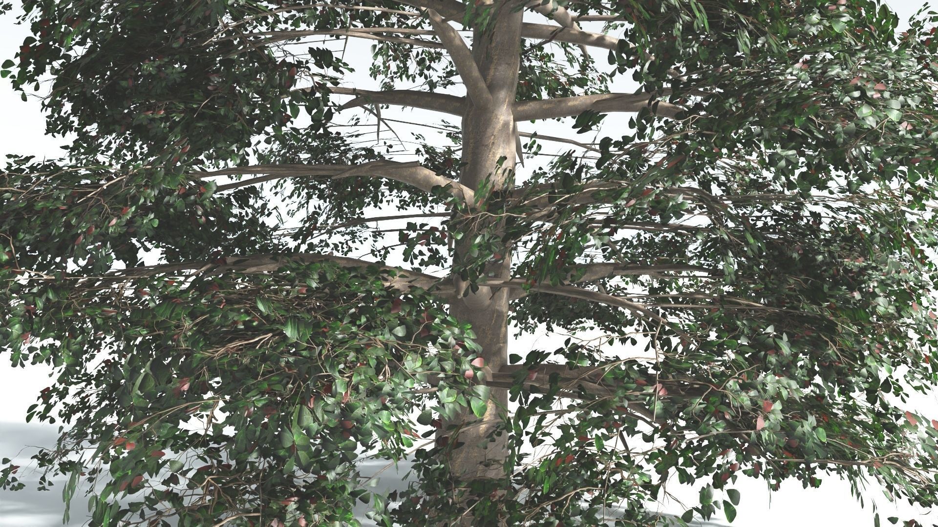 EVERYPlant Sea Almond 4 --15 Models-- 3D model_28