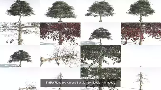 EVERYPlant Sea Almond Bundle --60 Models-- 3D Model Collection