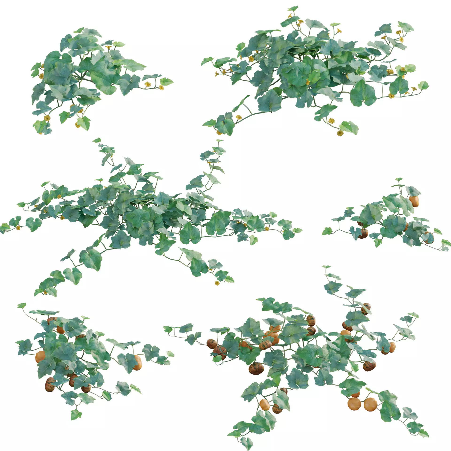 Cucurbita moschata - Butternut Squash 3D model