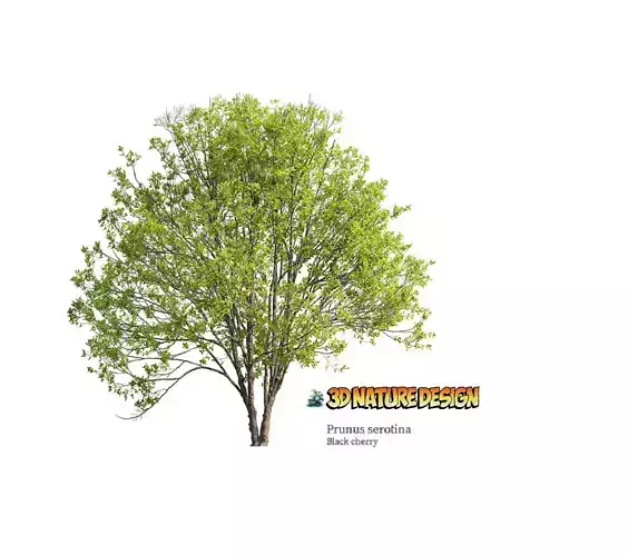 Tree  Prunus seronita