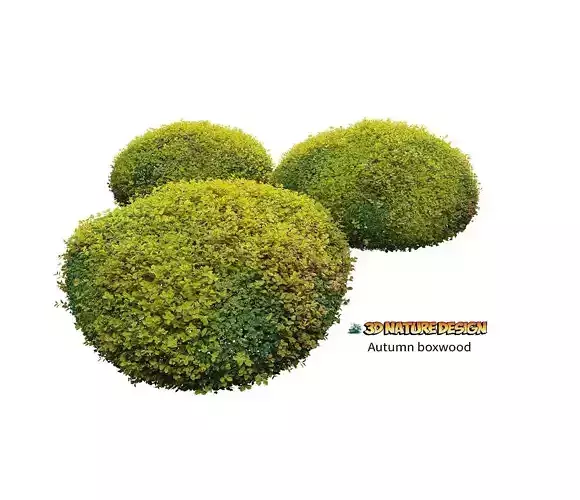autuwmn boxwood plant 3D 3D model