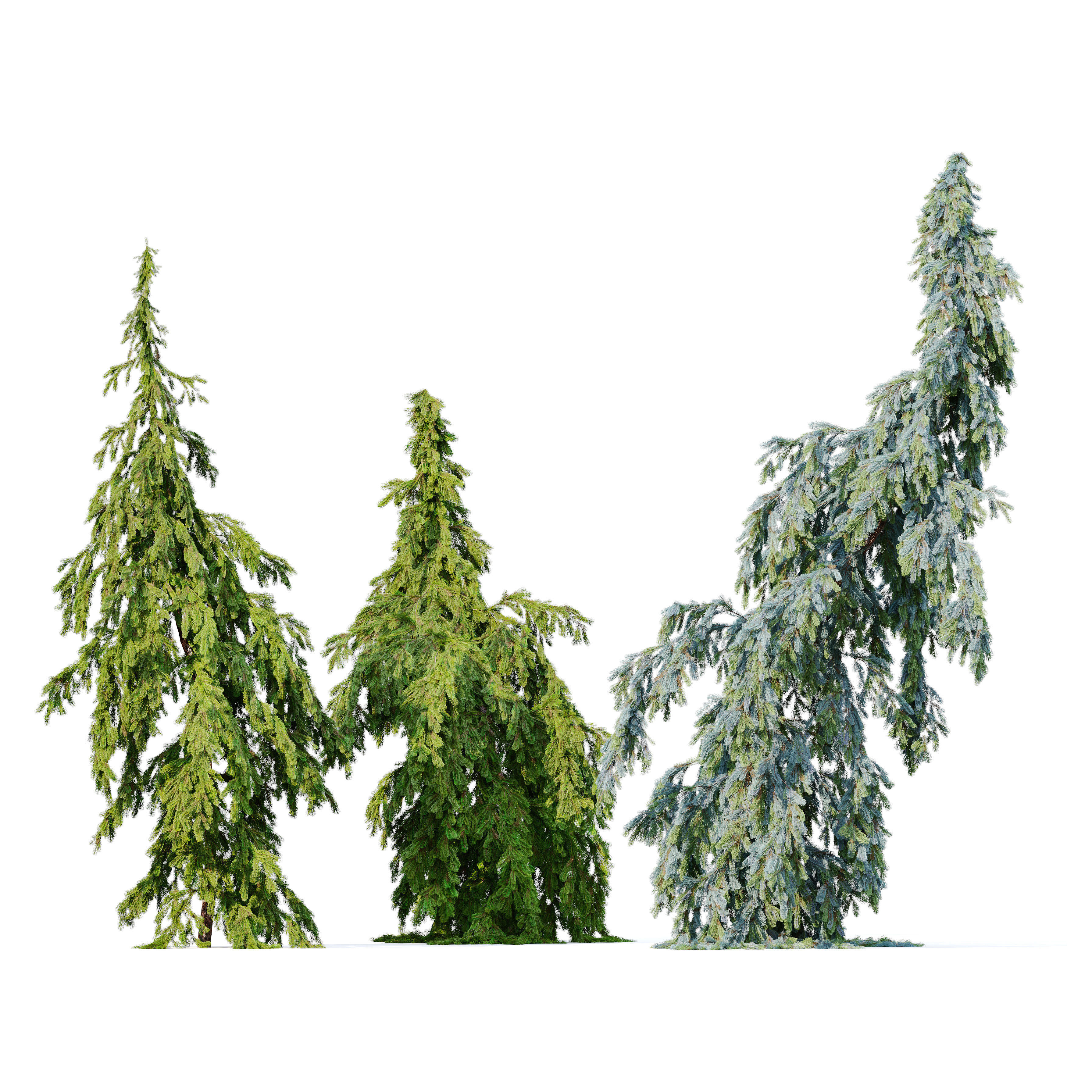 Weeping spruce 02 3D model_1
