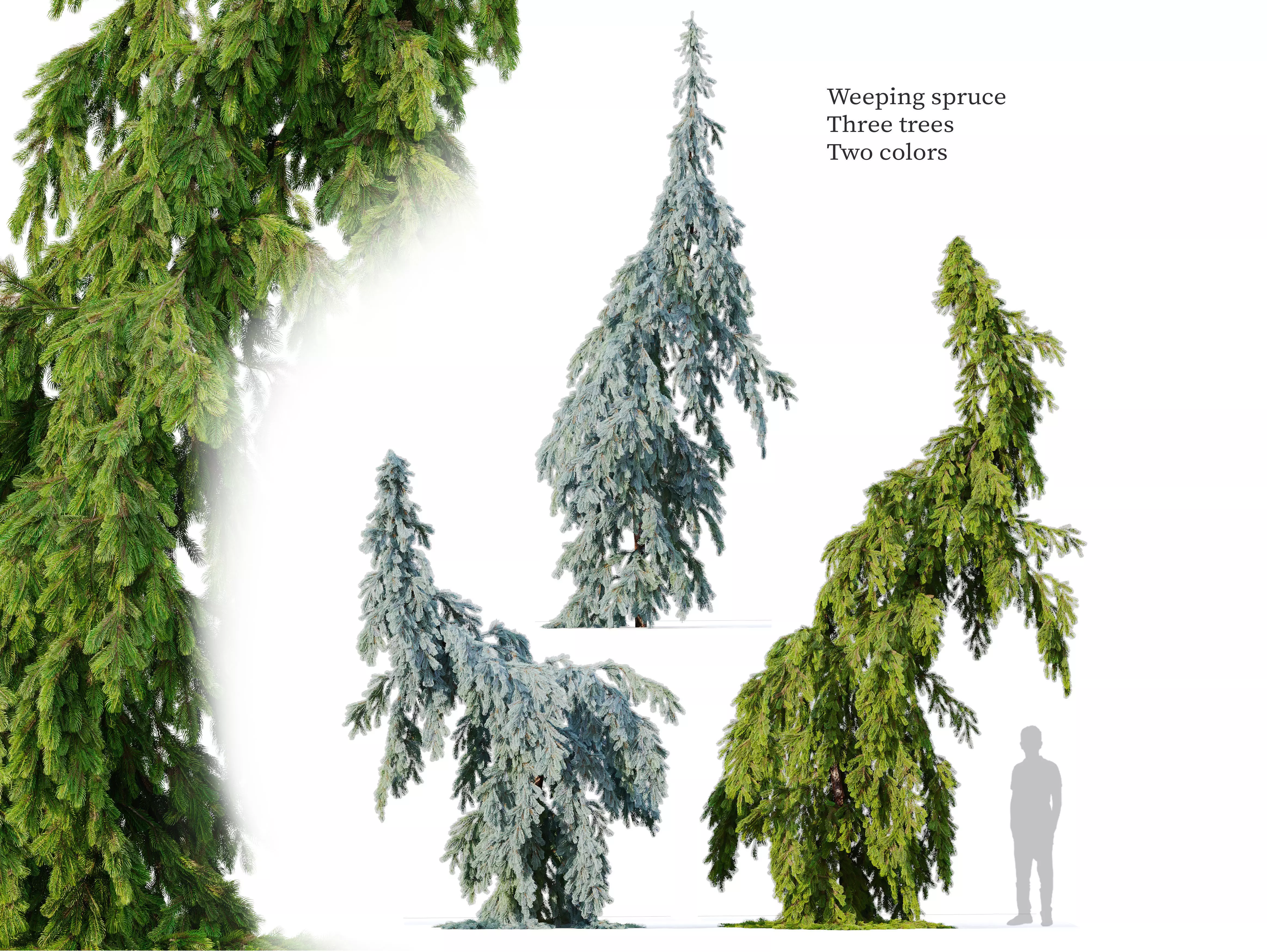 Weeping spruce 02 3D model_0