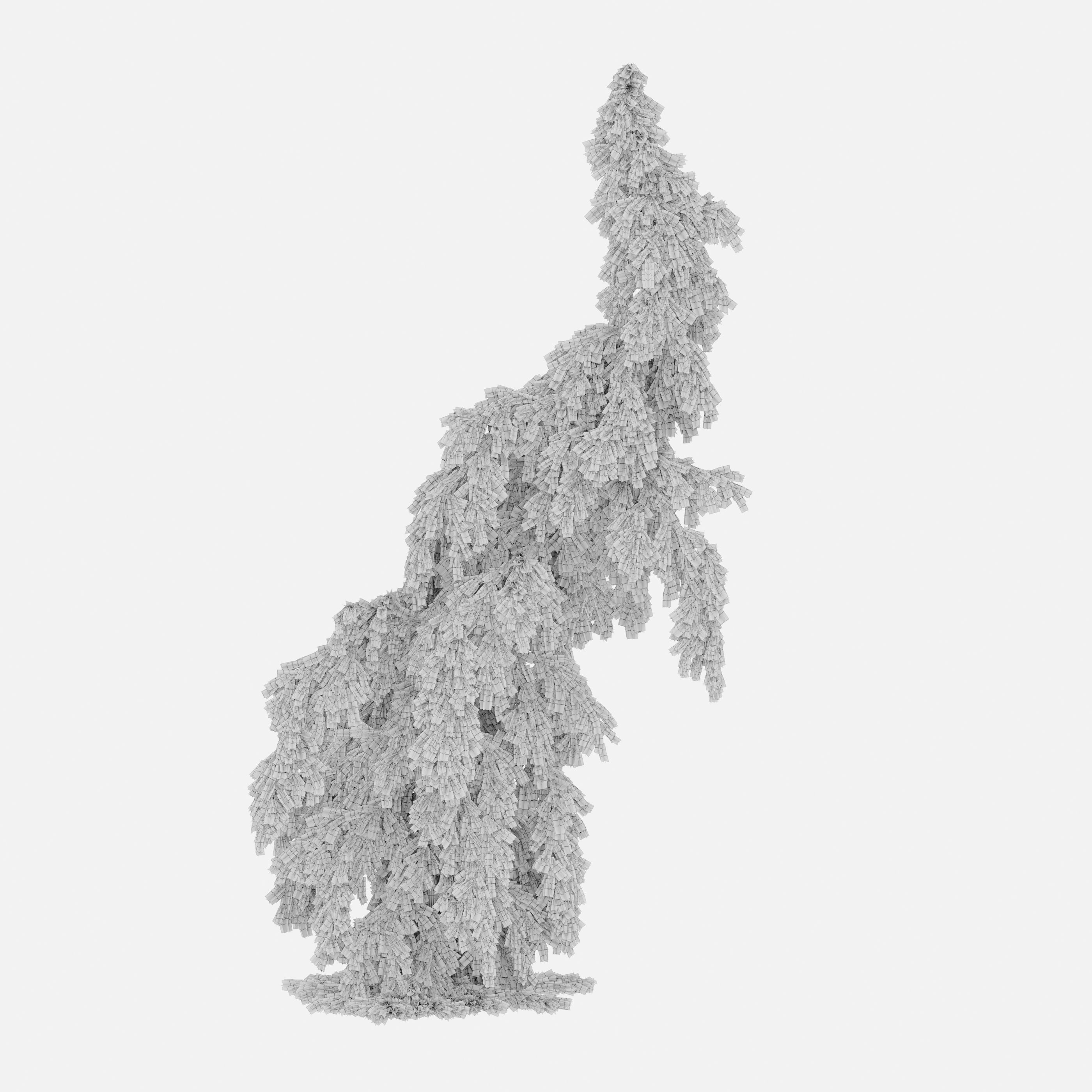 Weeping spruce 02 3D model_2