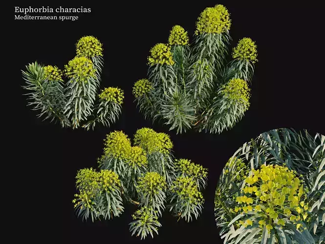 Euphorbia characias