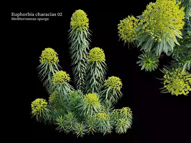 Euphorbia characias 02