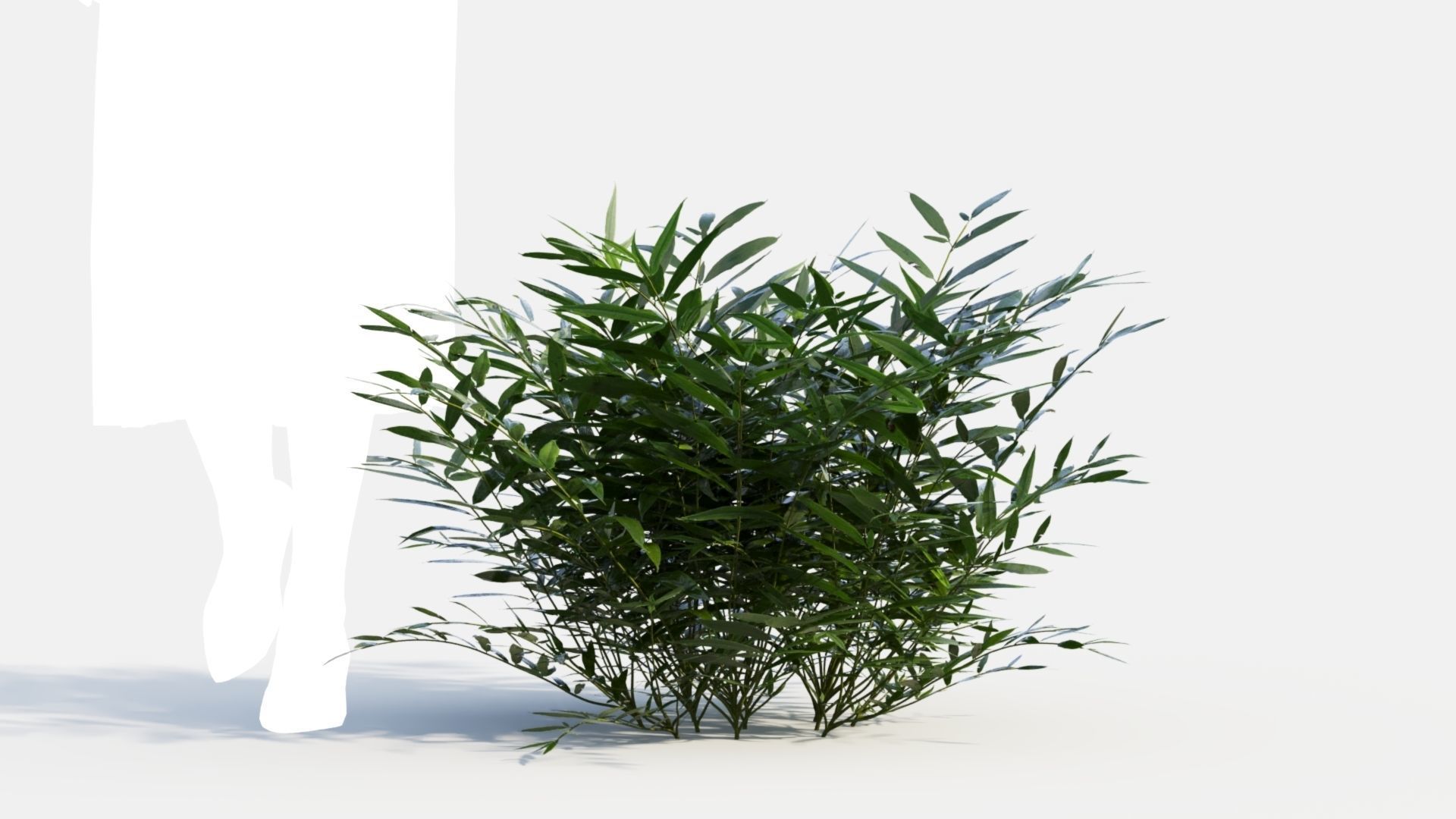 Coniogramme japonica b 3D model_9