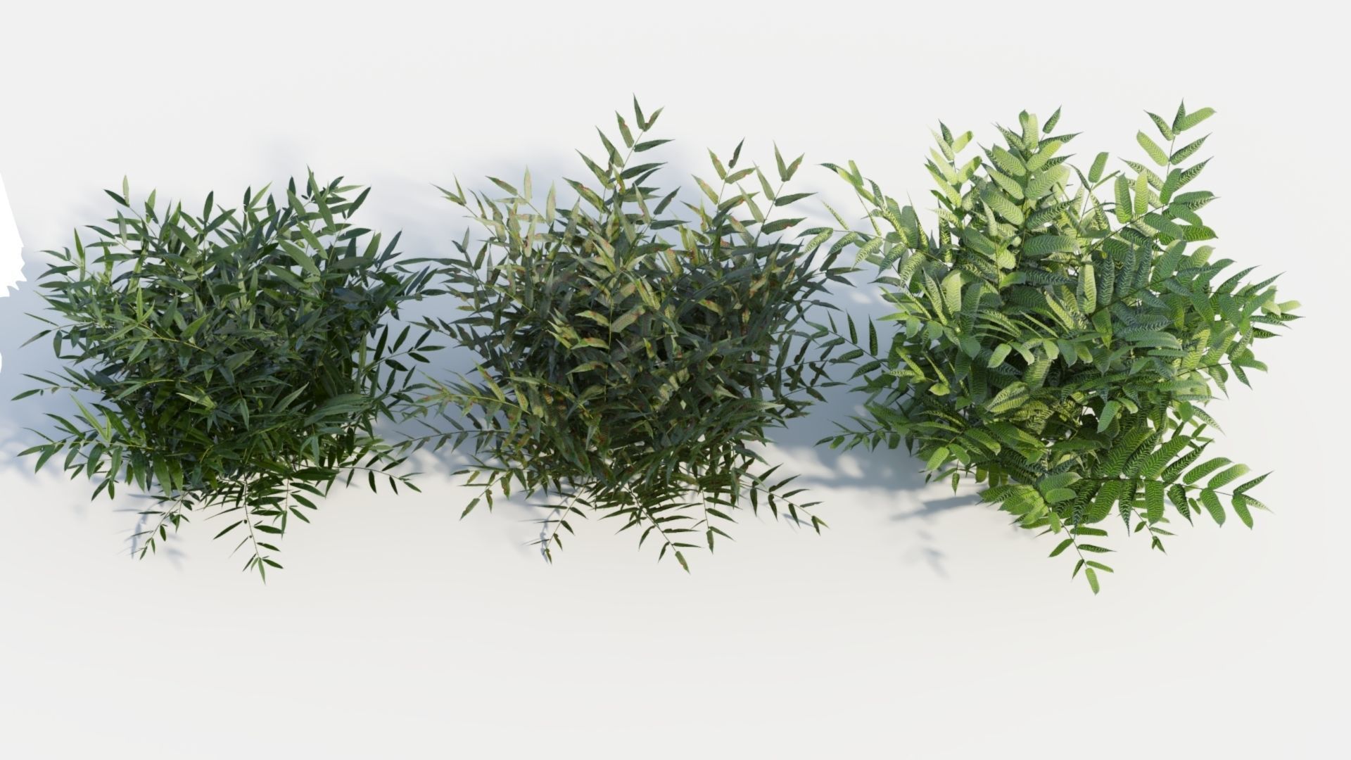 Coniogramme japonica b 3D model_6