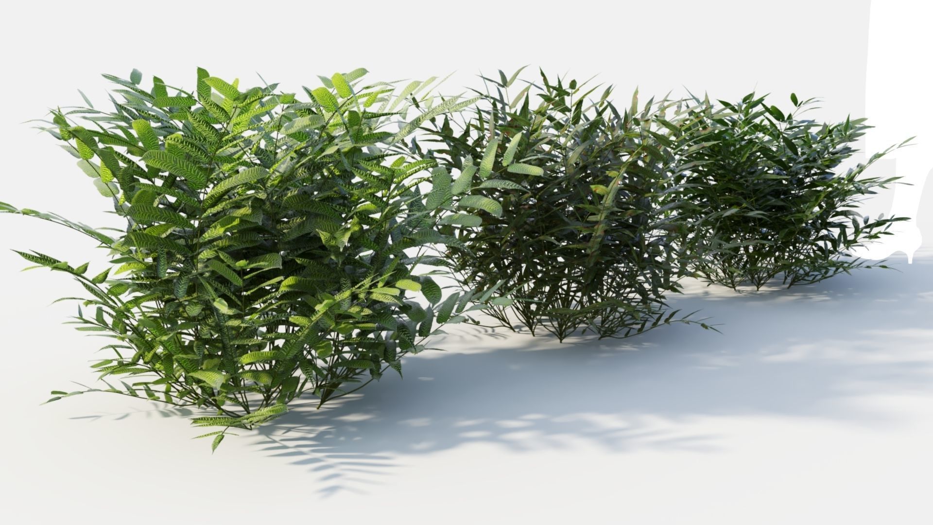 Coniogramme japonica b 3D model_8
