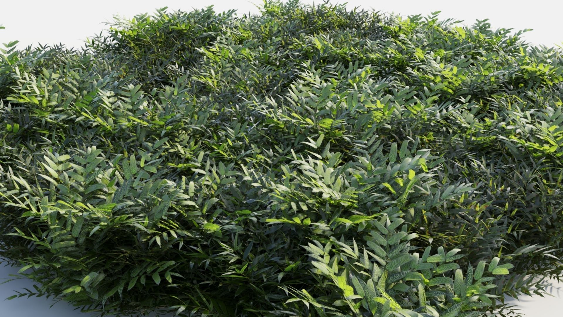 Coniogramme japonica b 3D model_1