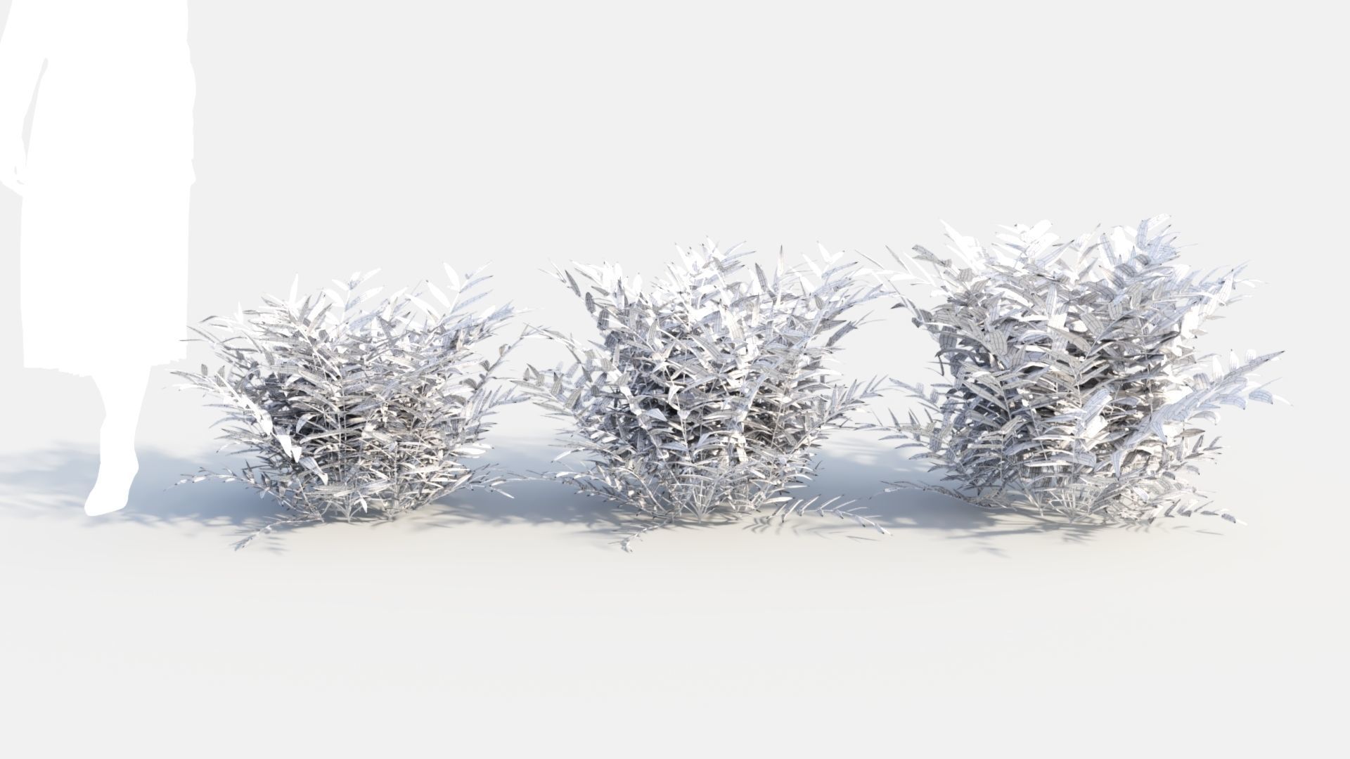 Coniogramme japonica b 3D model_4