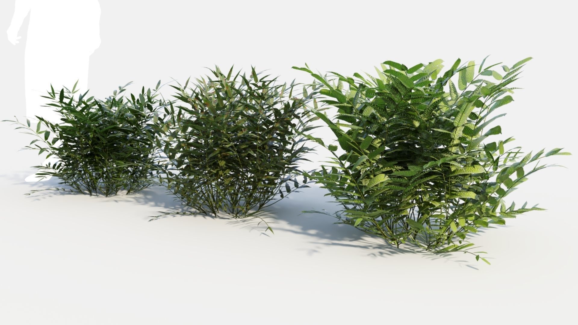 Coniogramme japonica b 3D model_5
