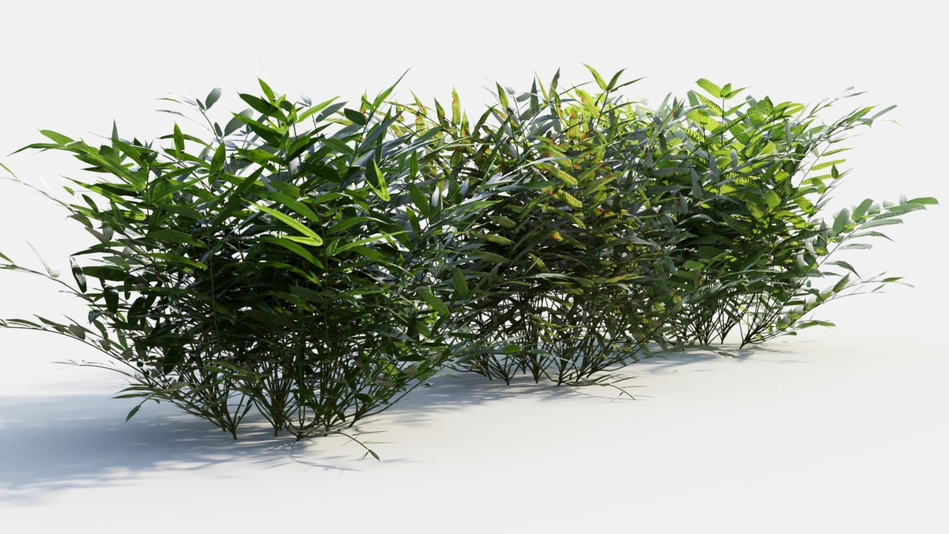 Coniogramme japonica b 3D model_7