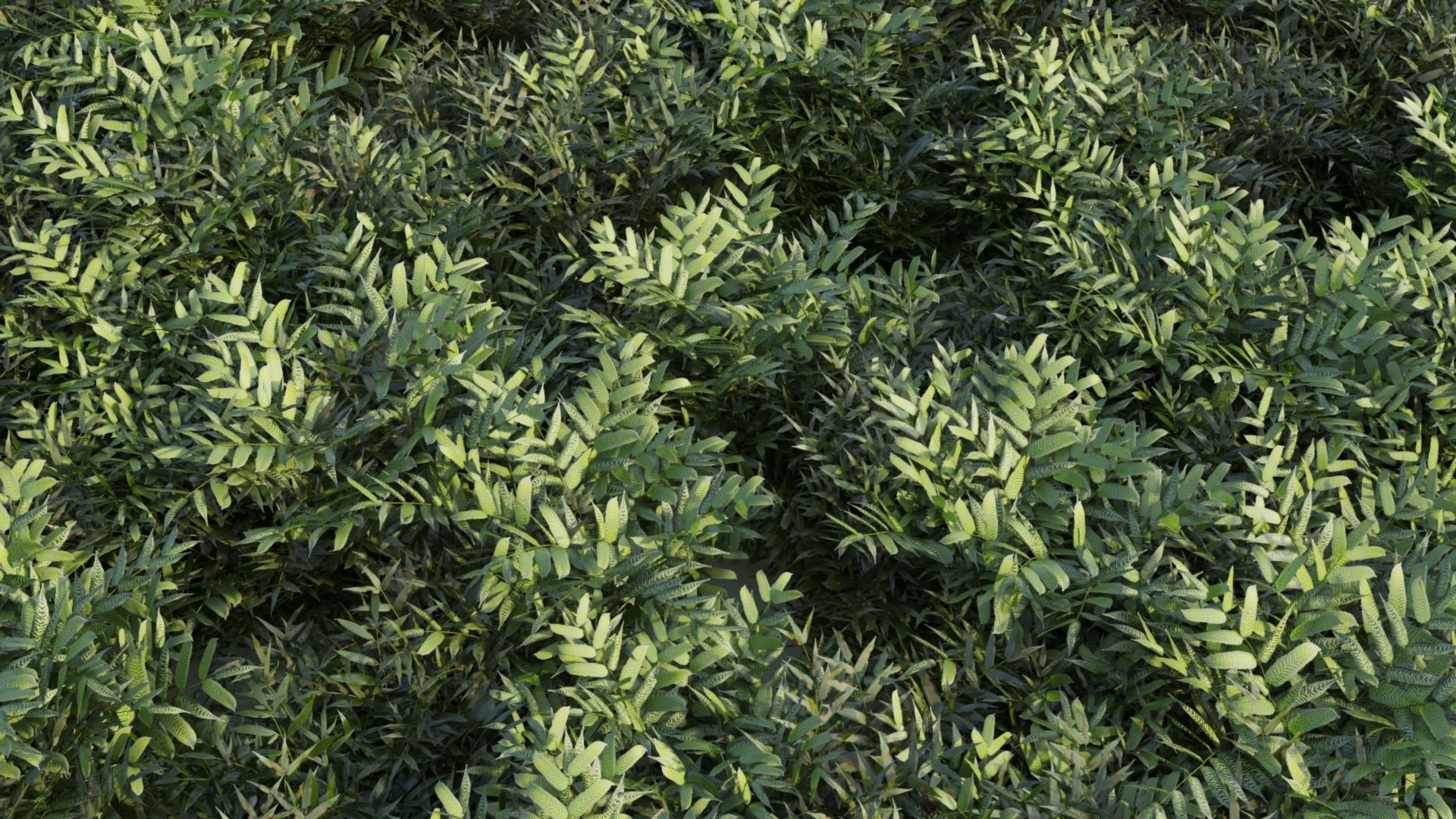 Coniogramme japonica b 3D model_2