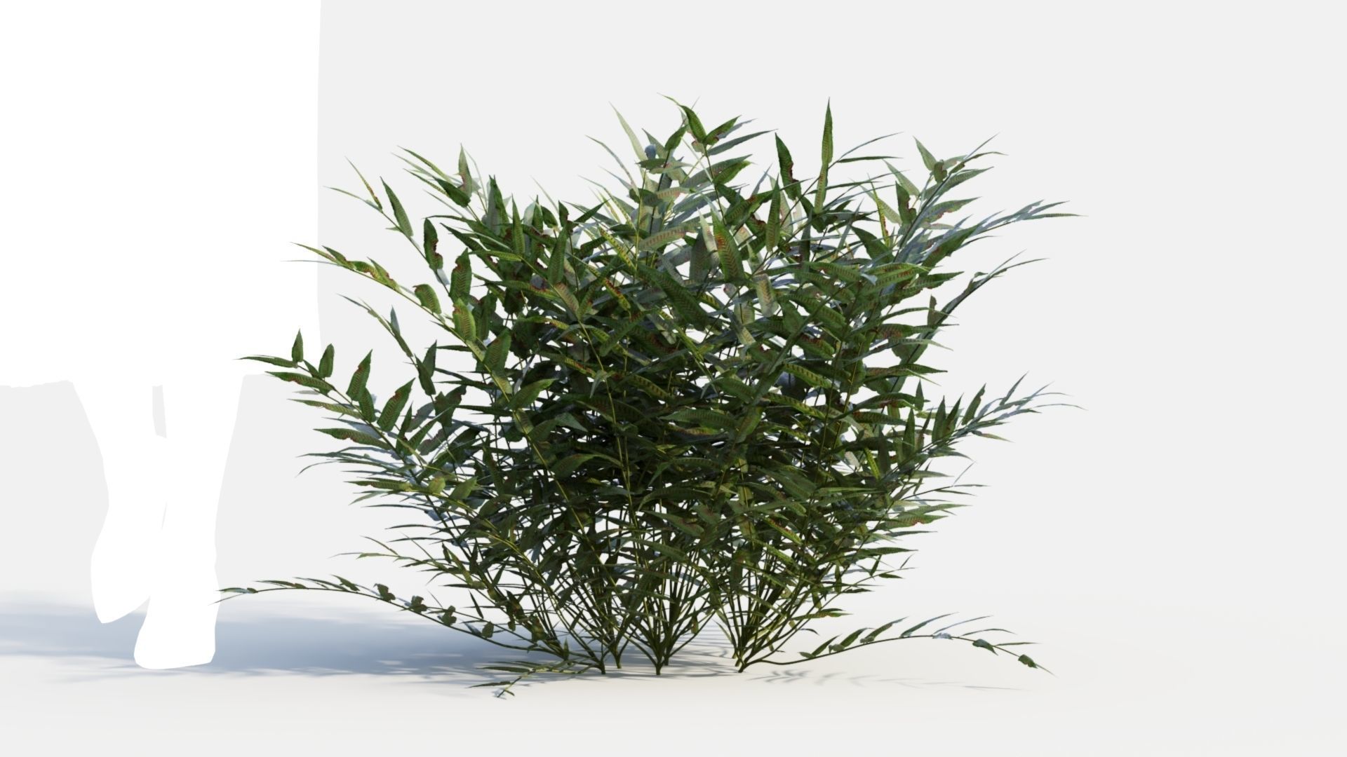 Coniogramme japonica b 3D model_10