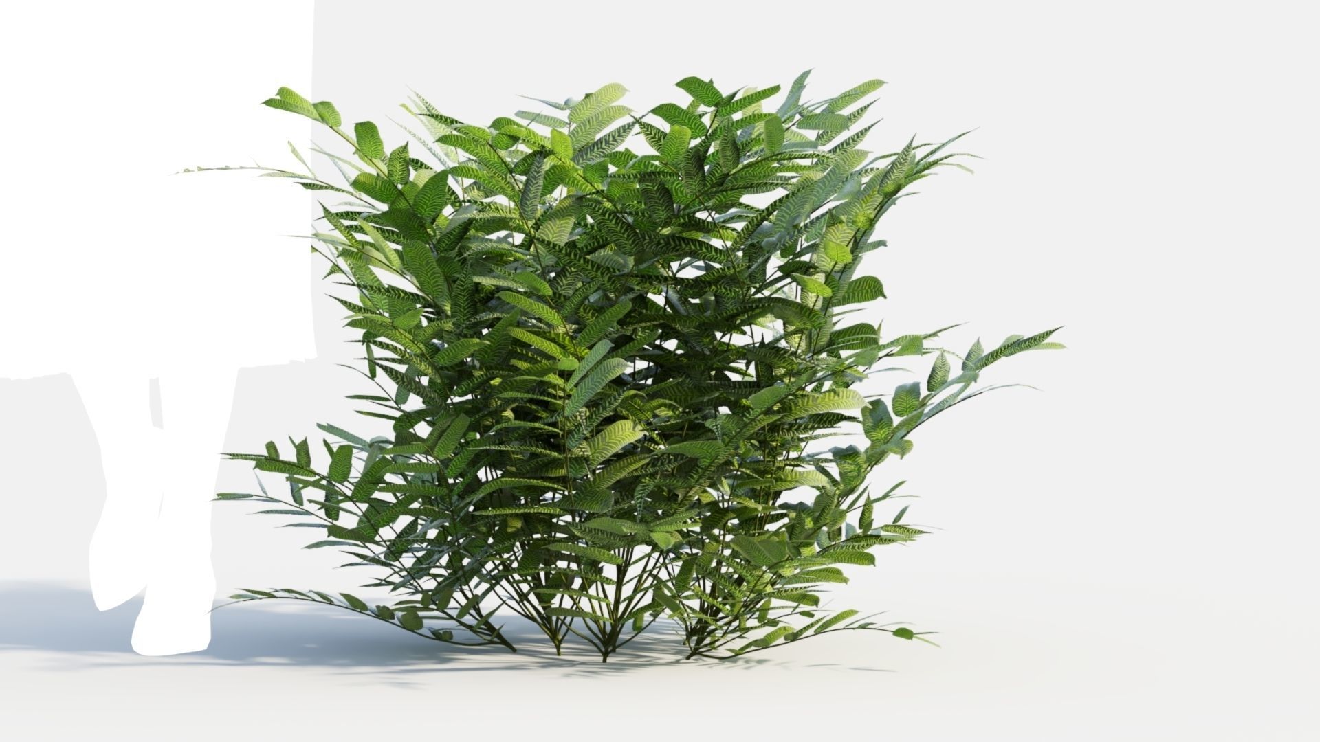 Coniogramme japonica b 3D model_11