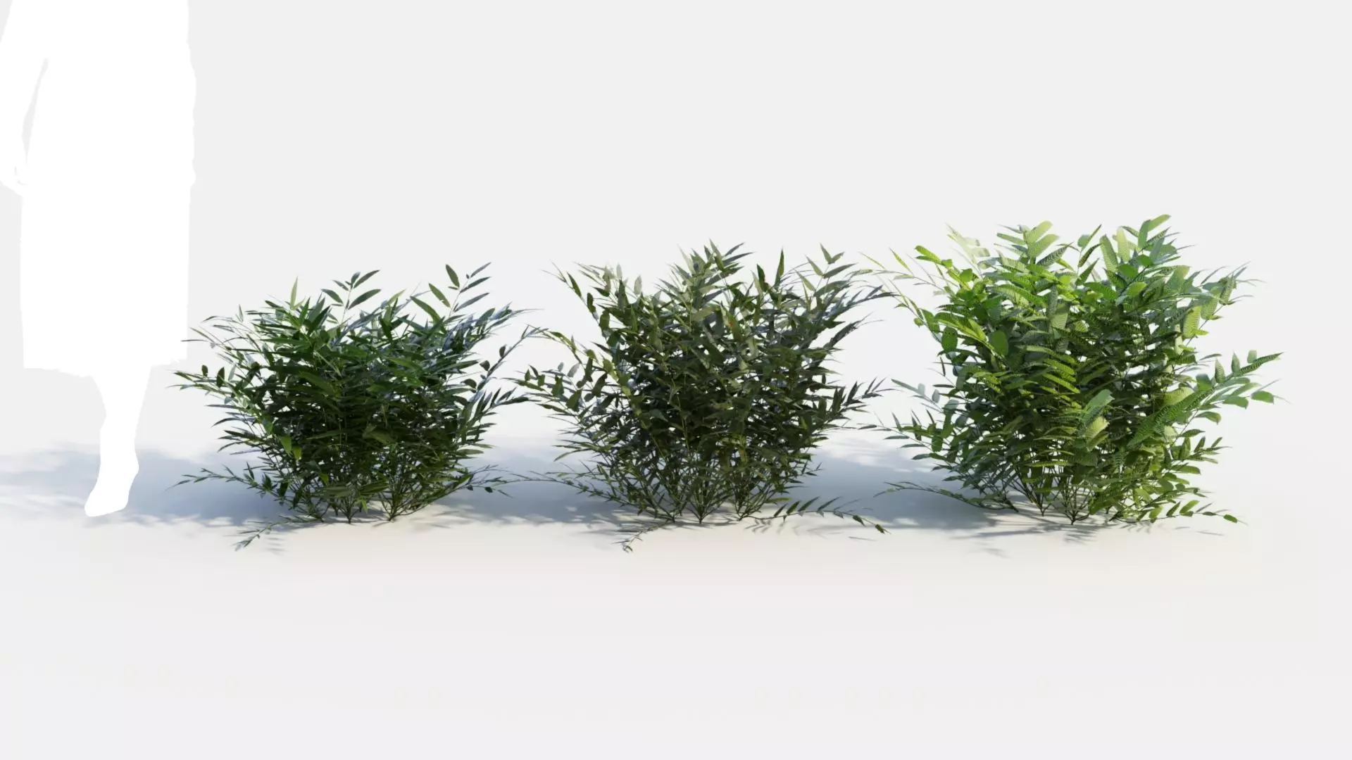 Coniogramme japonica b 3D model_0