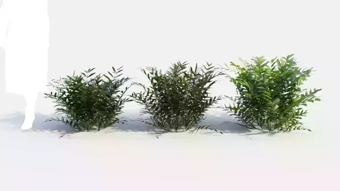Coniogramme japonica b 3D model
