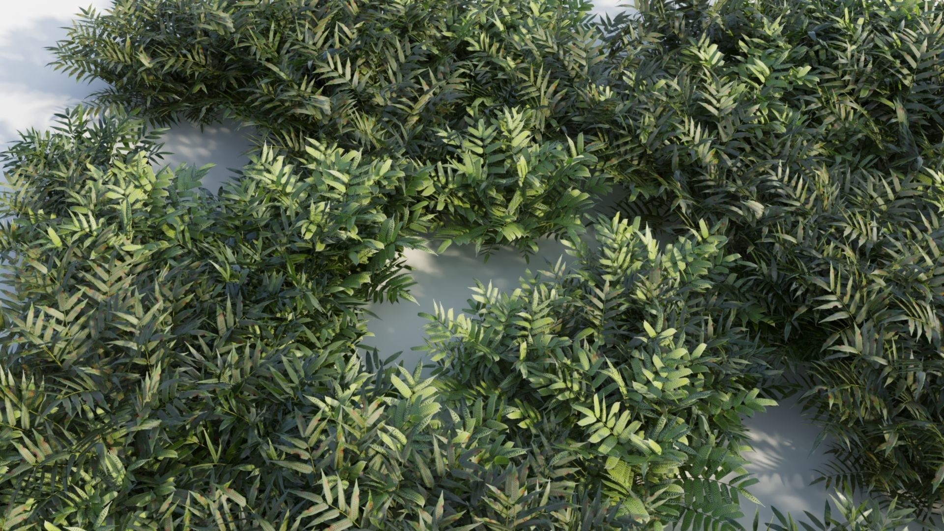 Coniogramme japonica c 3D model_1