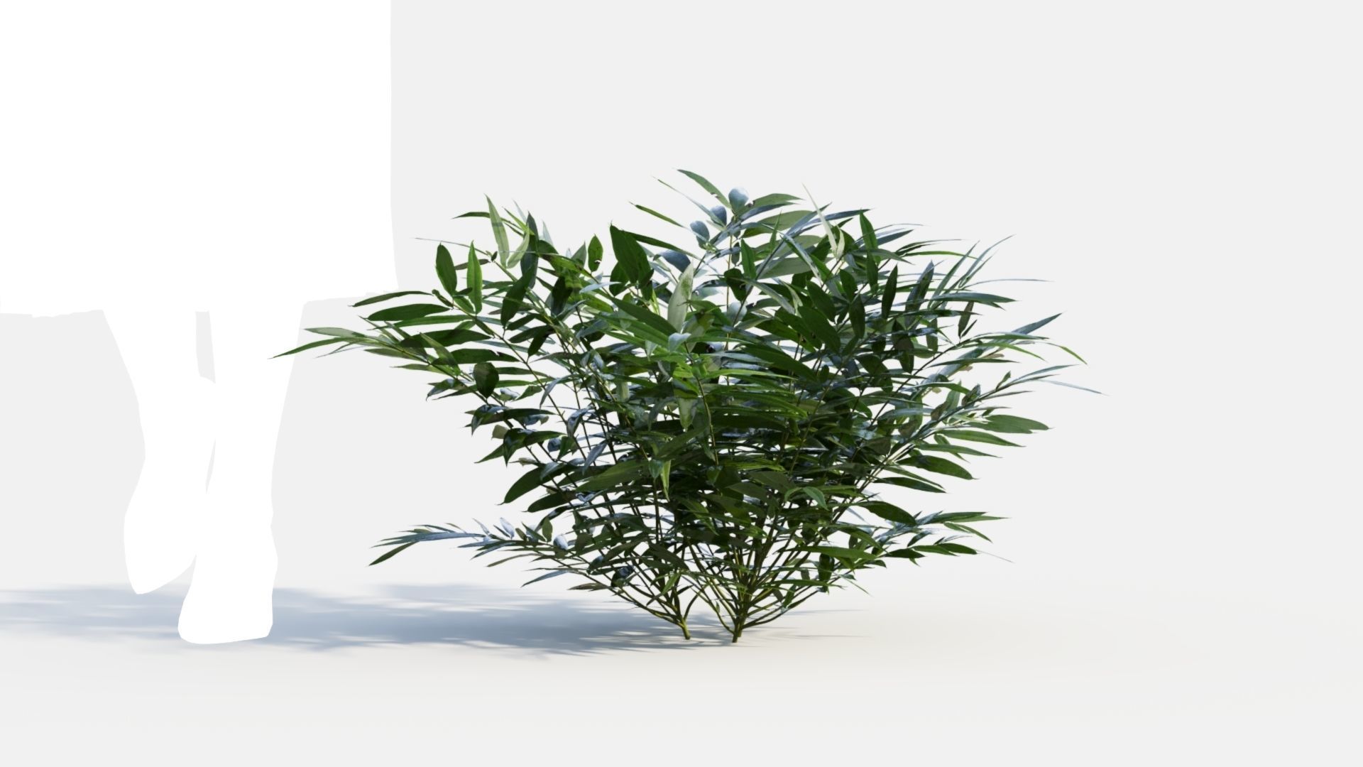 Coniogramme japonica c 3D model_8